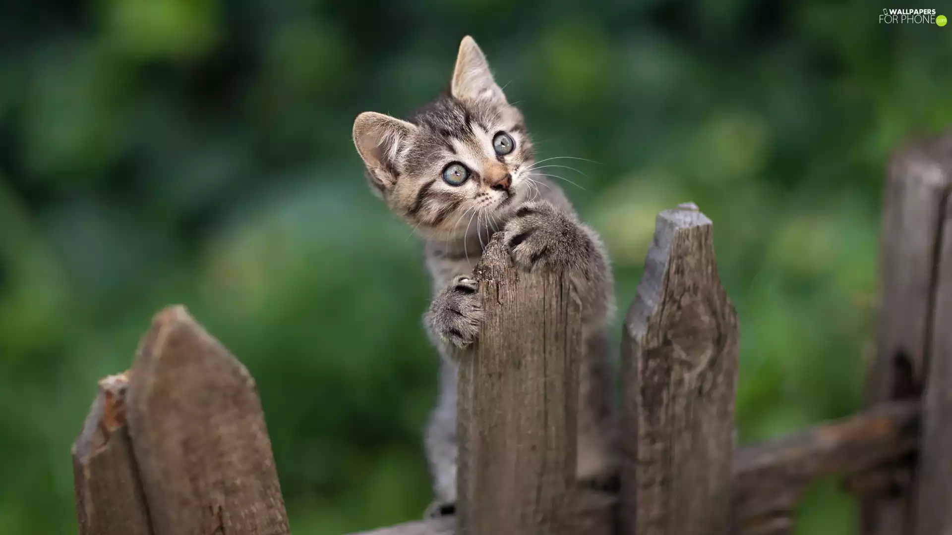 kitten, Hurdle, dun, cat, small