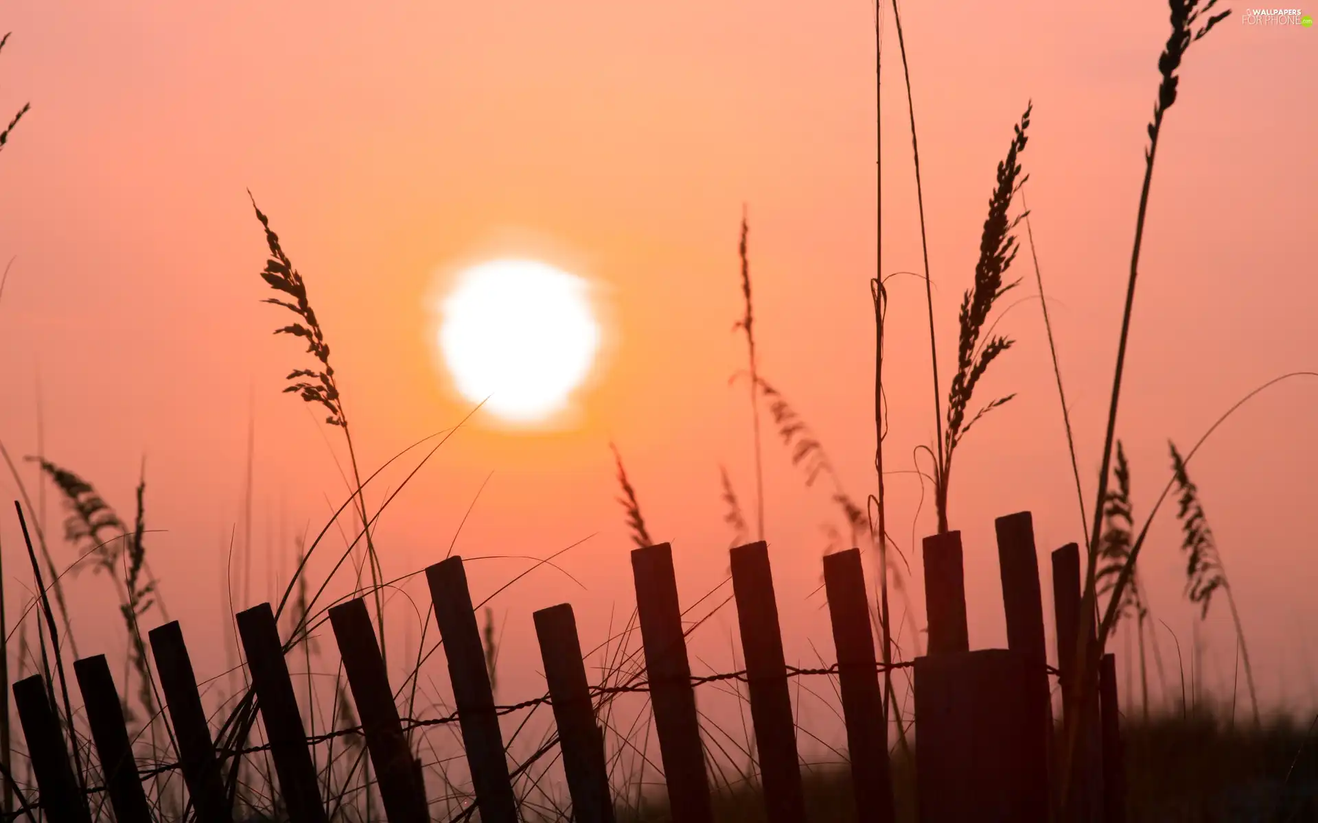 west, grass, Hurdle, sun