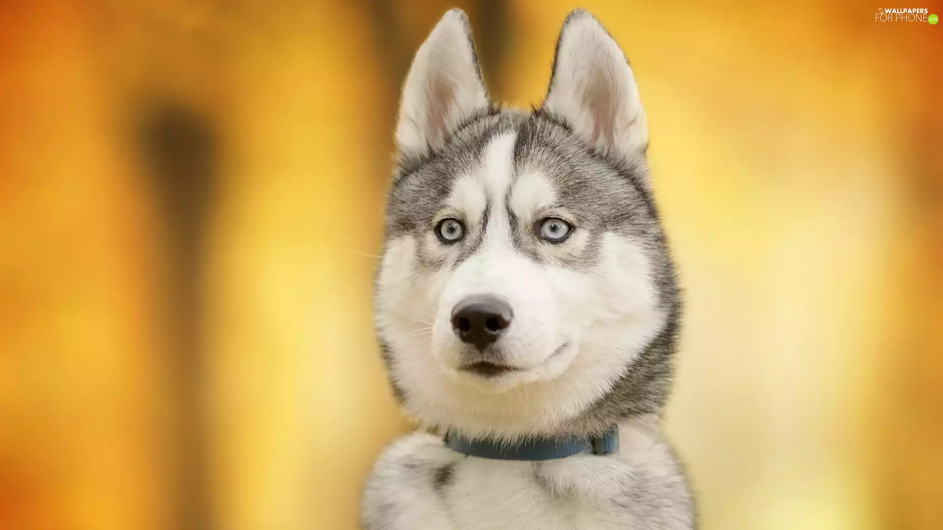 muzzle, dog, Siberian Husky