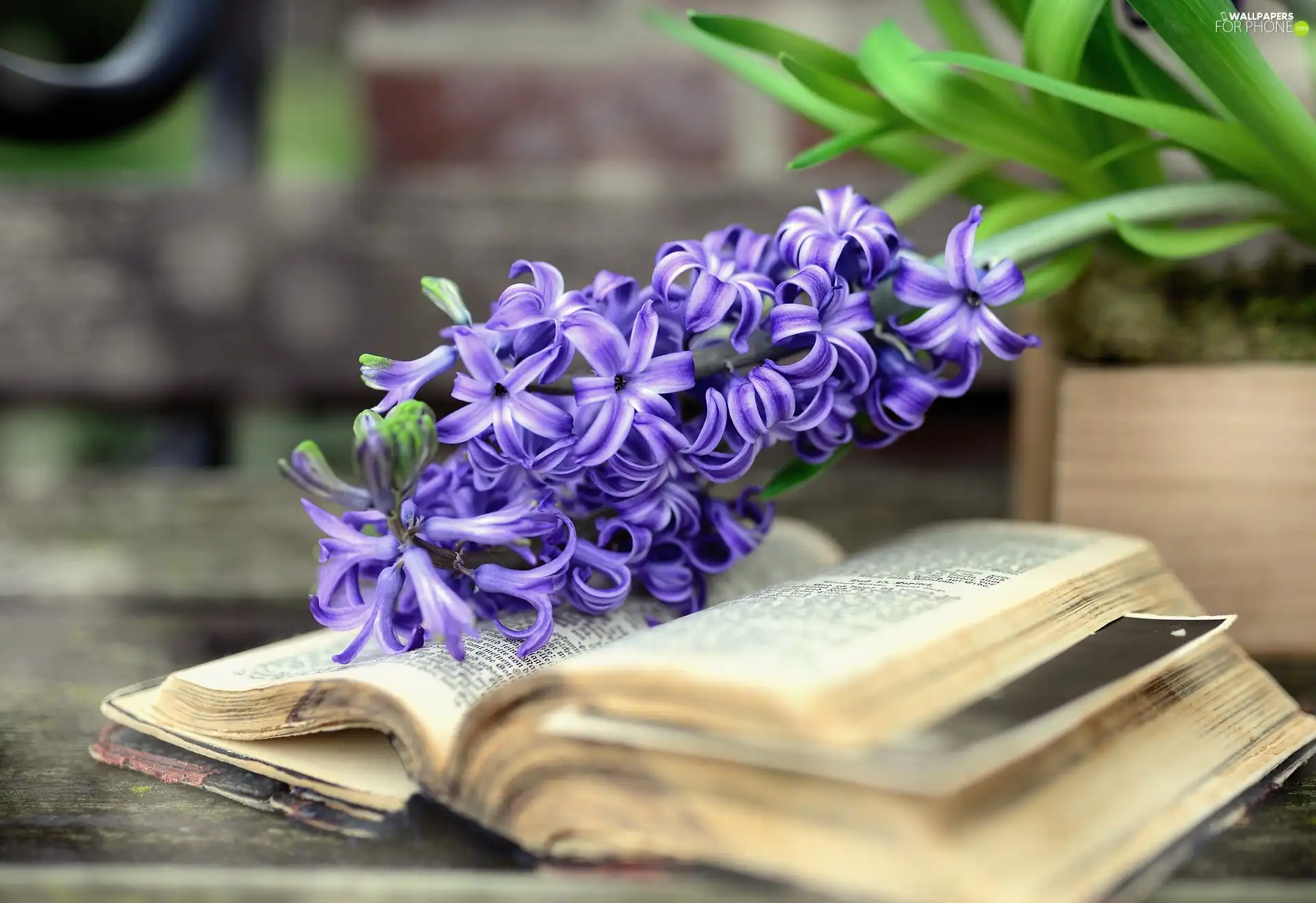 Book, Colourfull Flowers, hyacinth