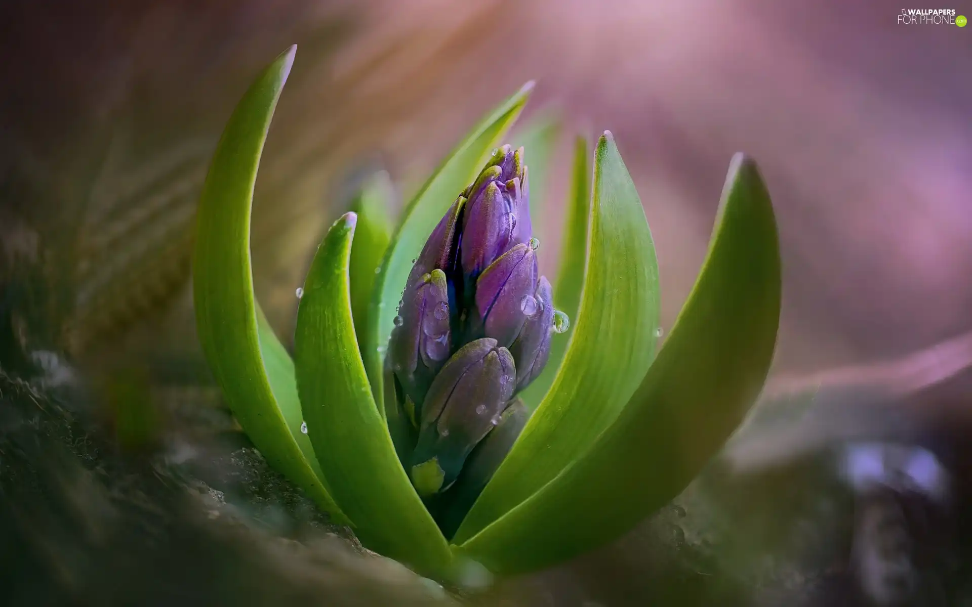 rapprochement, Colourfull Flowers, hyacinth