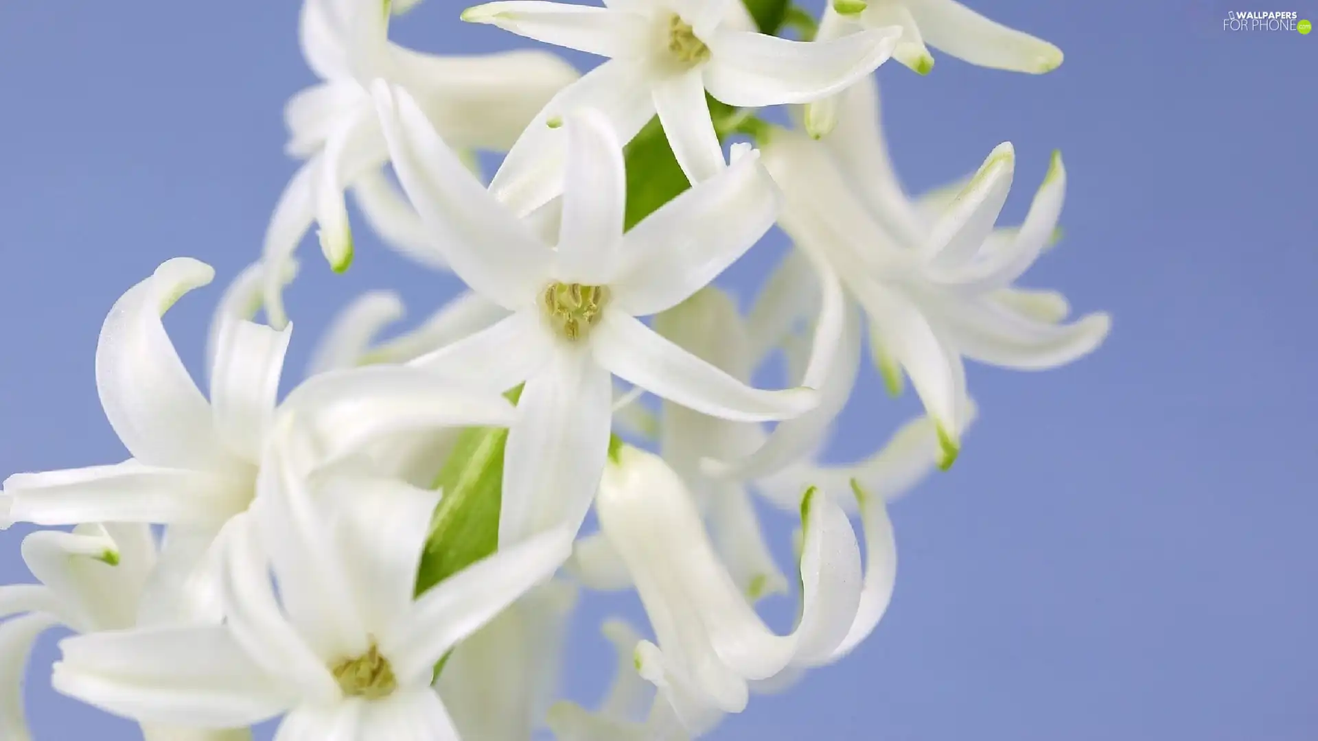 White, hyacinth