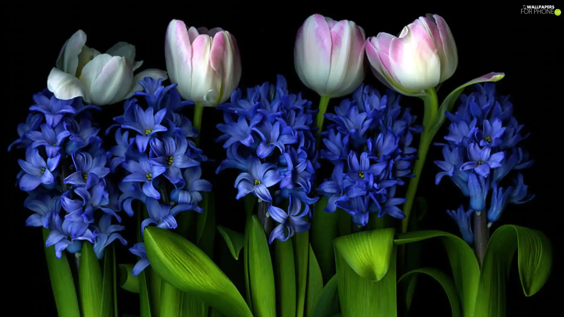 Tulips, Hyacinths