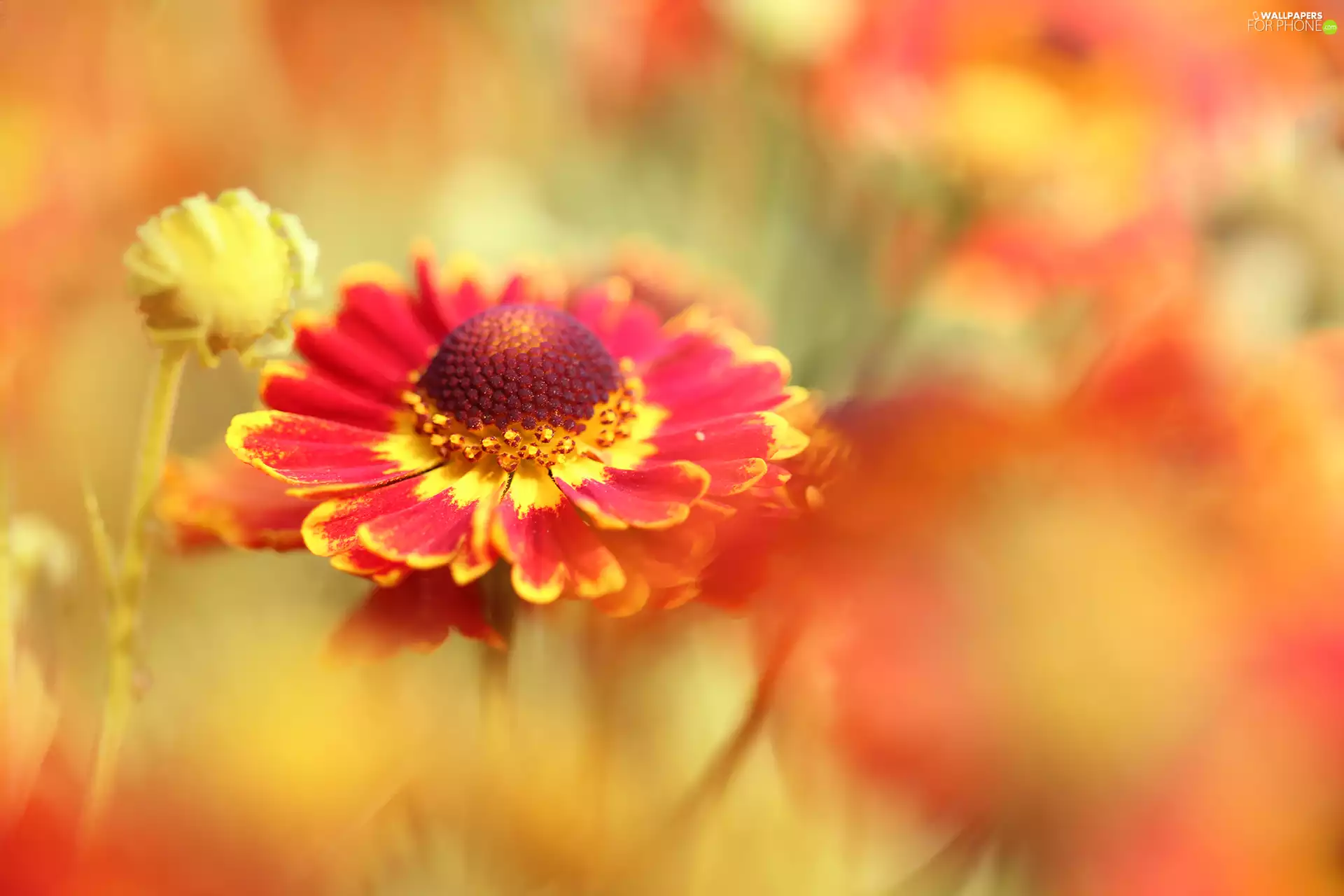 Helenium Hybridum, Red, Colourfull Flowers