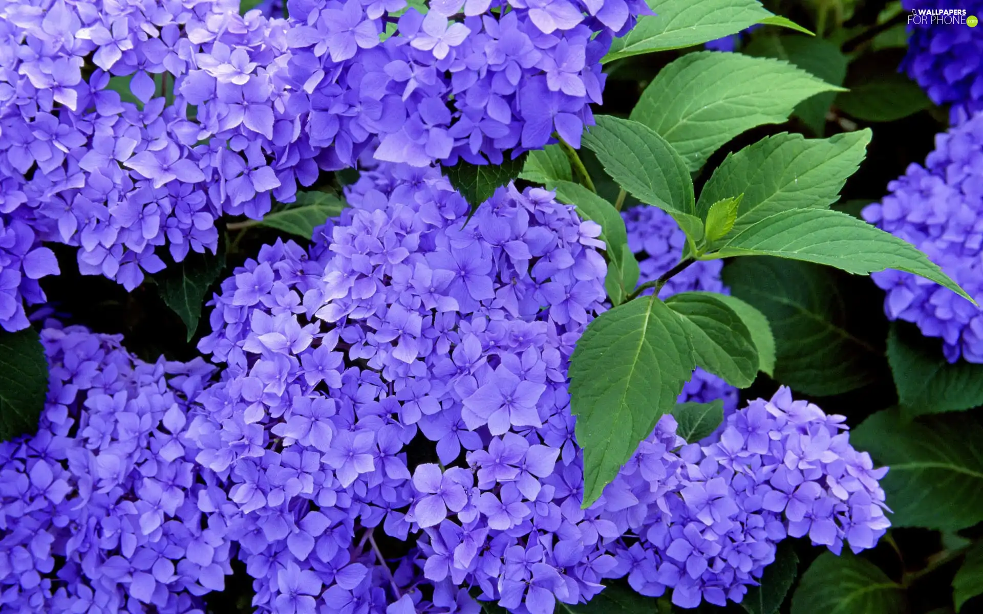 Blue, hydrangea