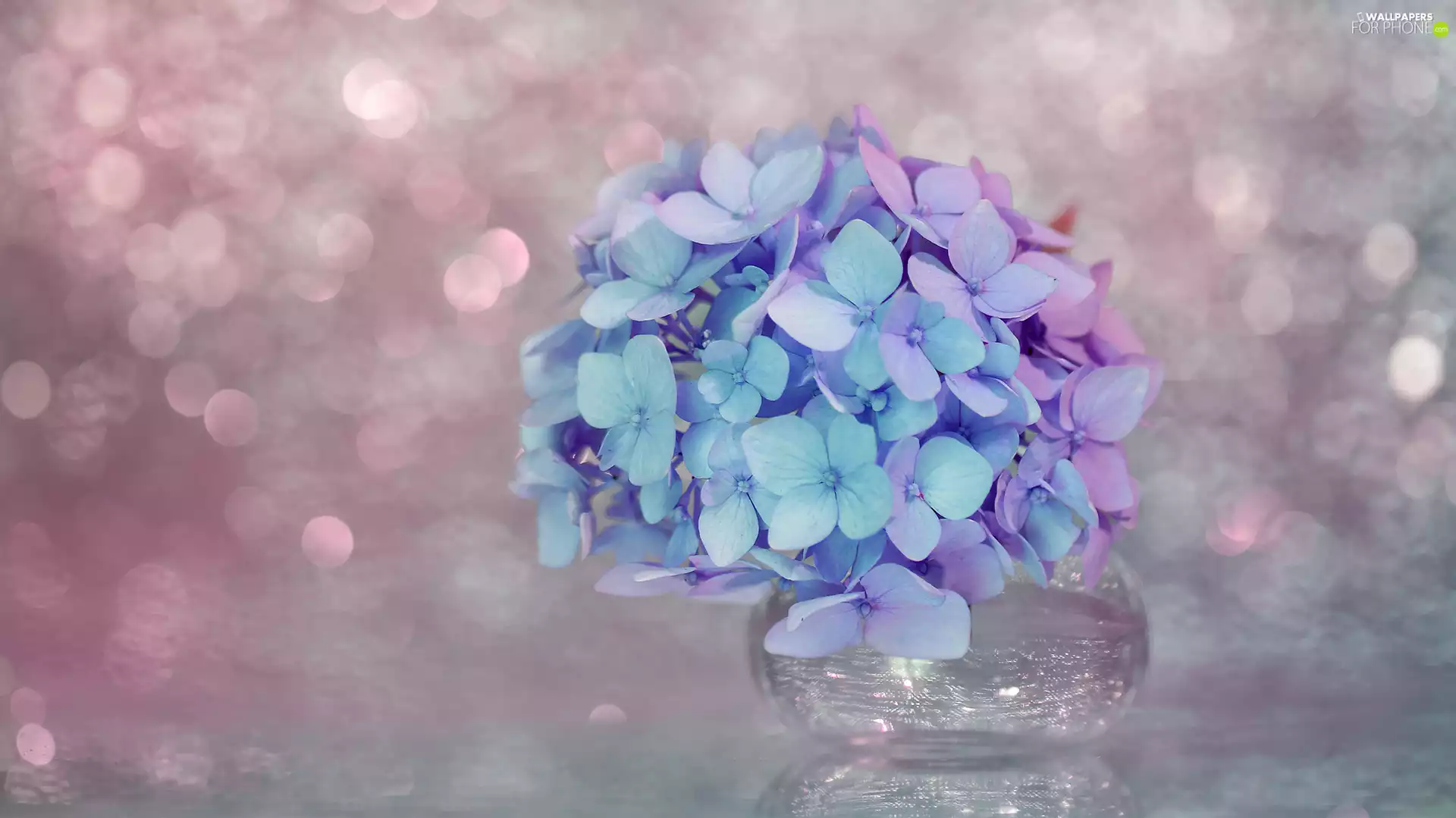 Flowers, hydrangea, Blue and Pink