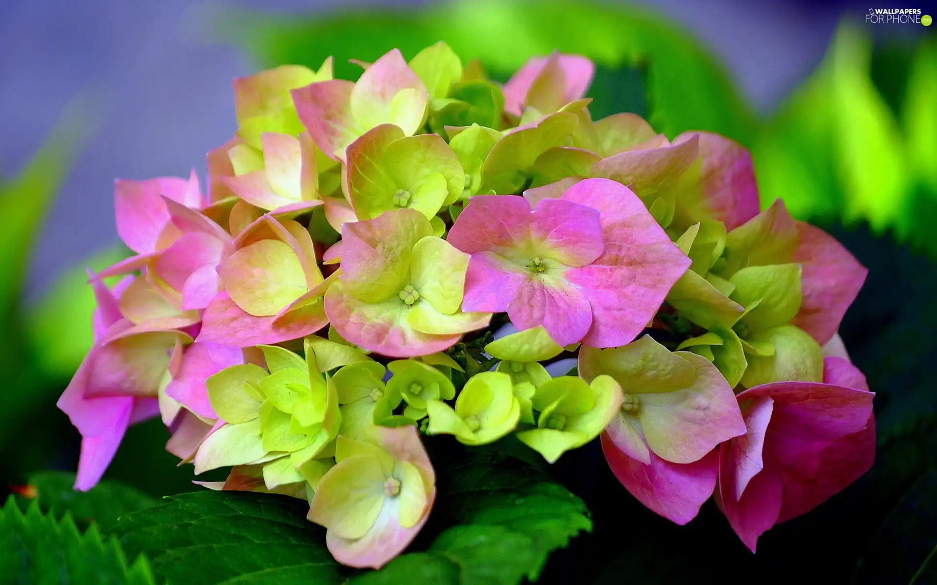 Coloured, hydrangea