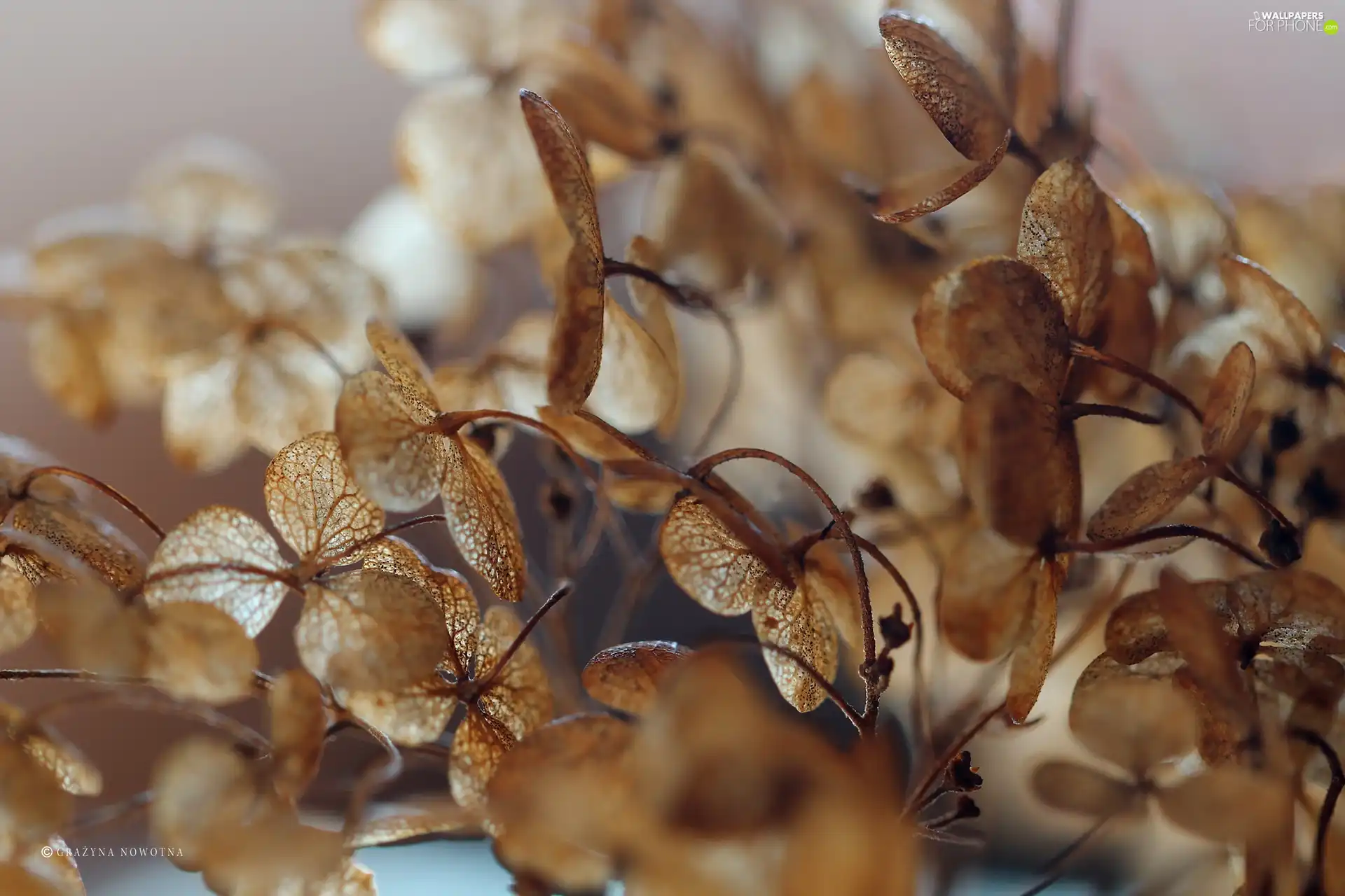 dry, hydrangea