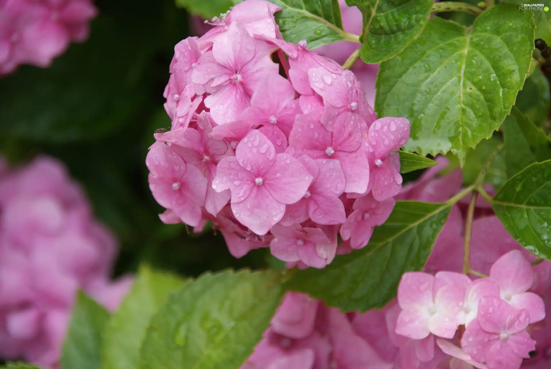 hydrangea, nature, Flowers