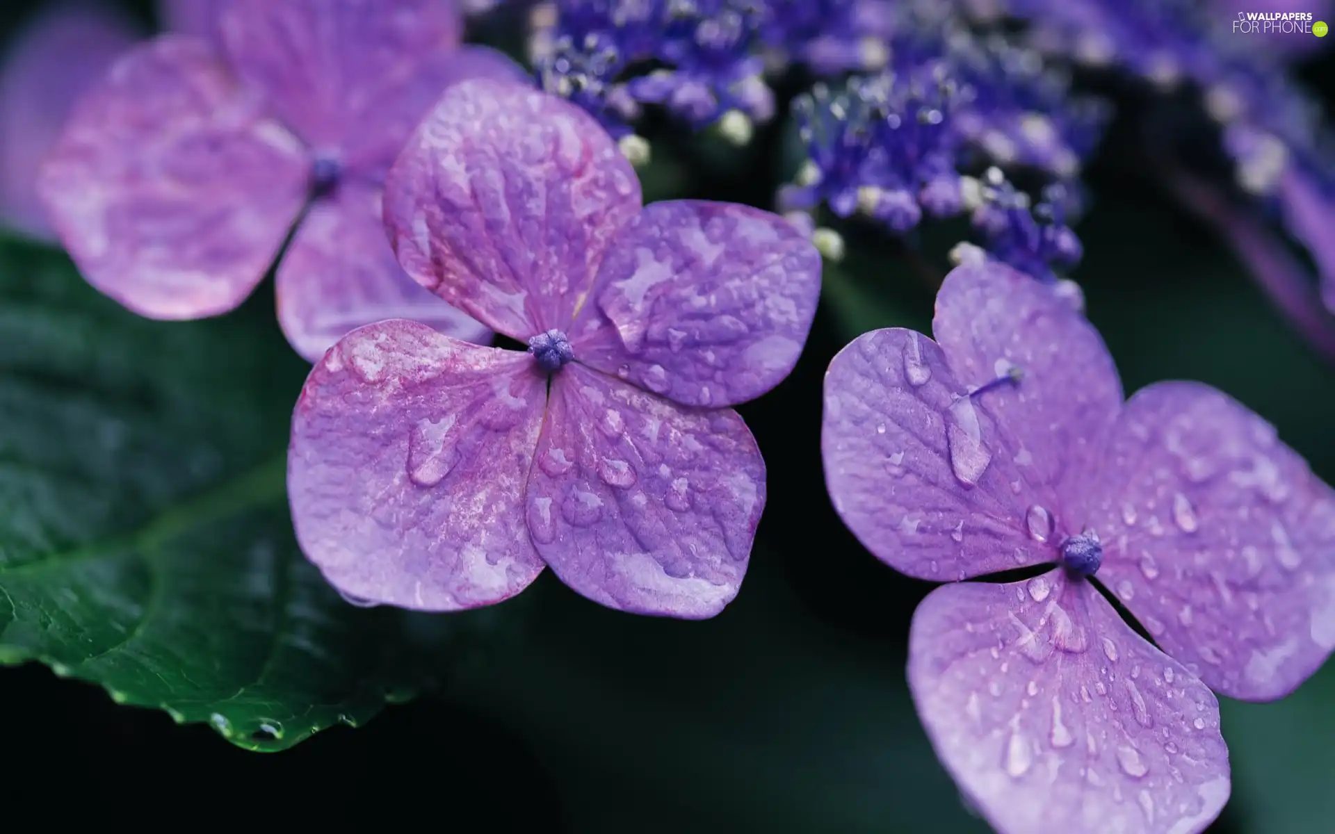 hydrangea