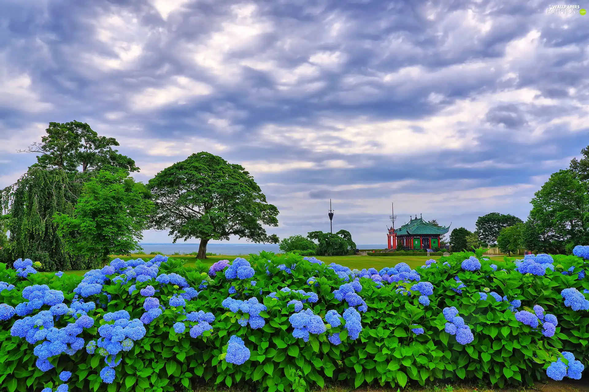 trees, Blue, house, hydrangeas, Bush, viewes, clouds