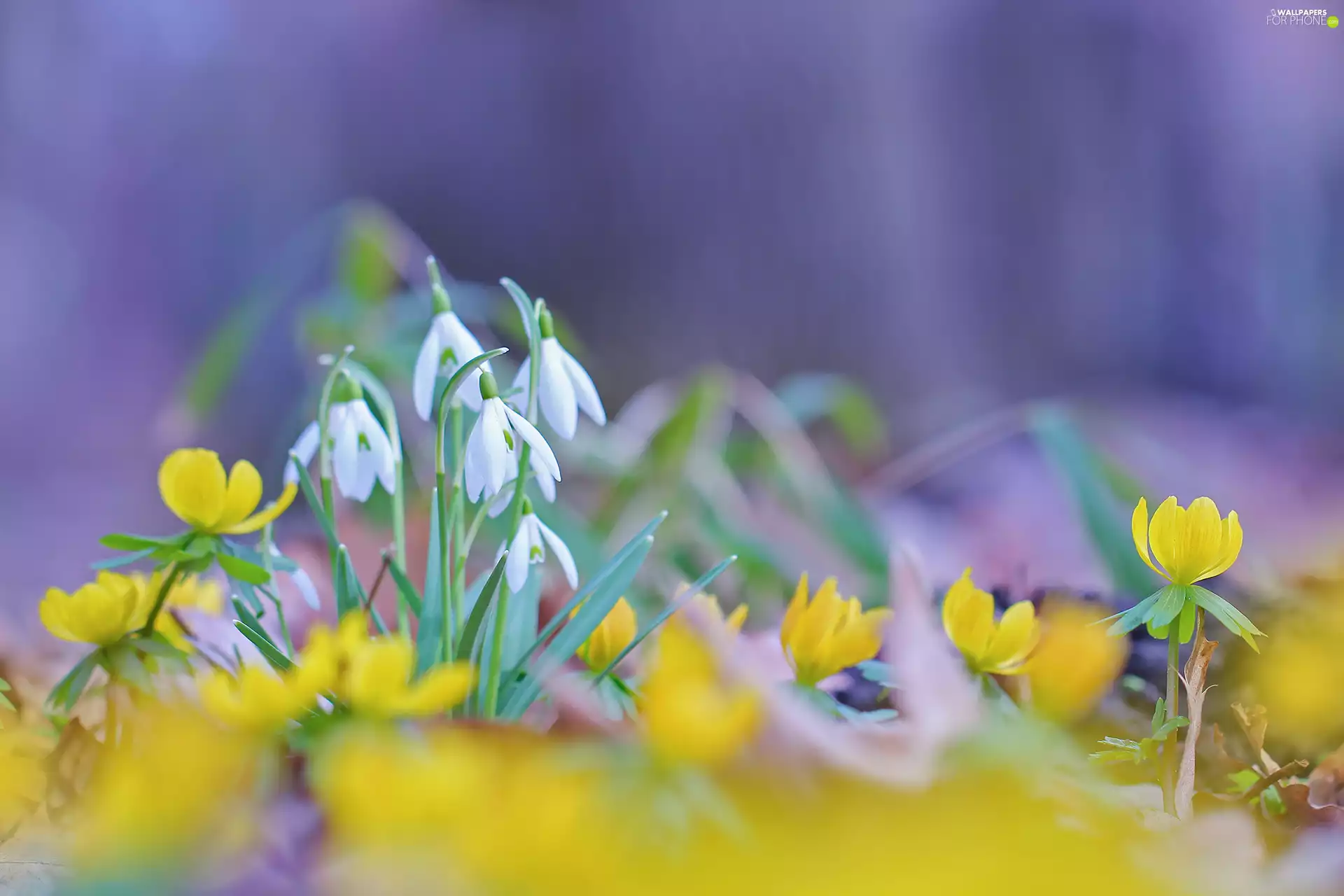 Flowers, snowdrops, Eranthis hyemalis