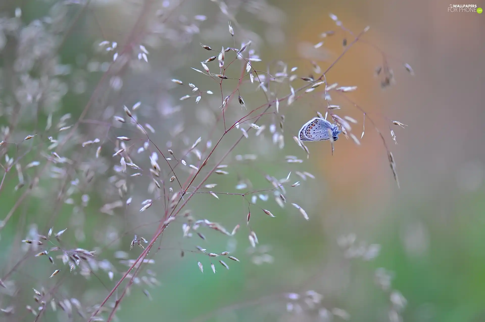 grass, butterfly, Dusky Icarus