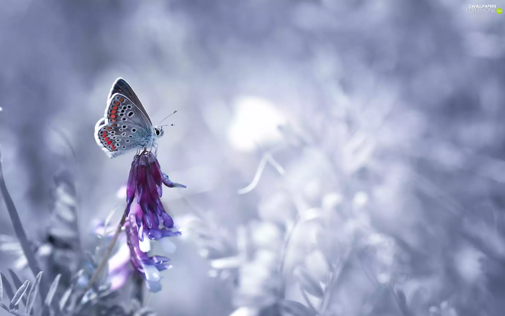 Vetch, butterfly, Dusky Icarus