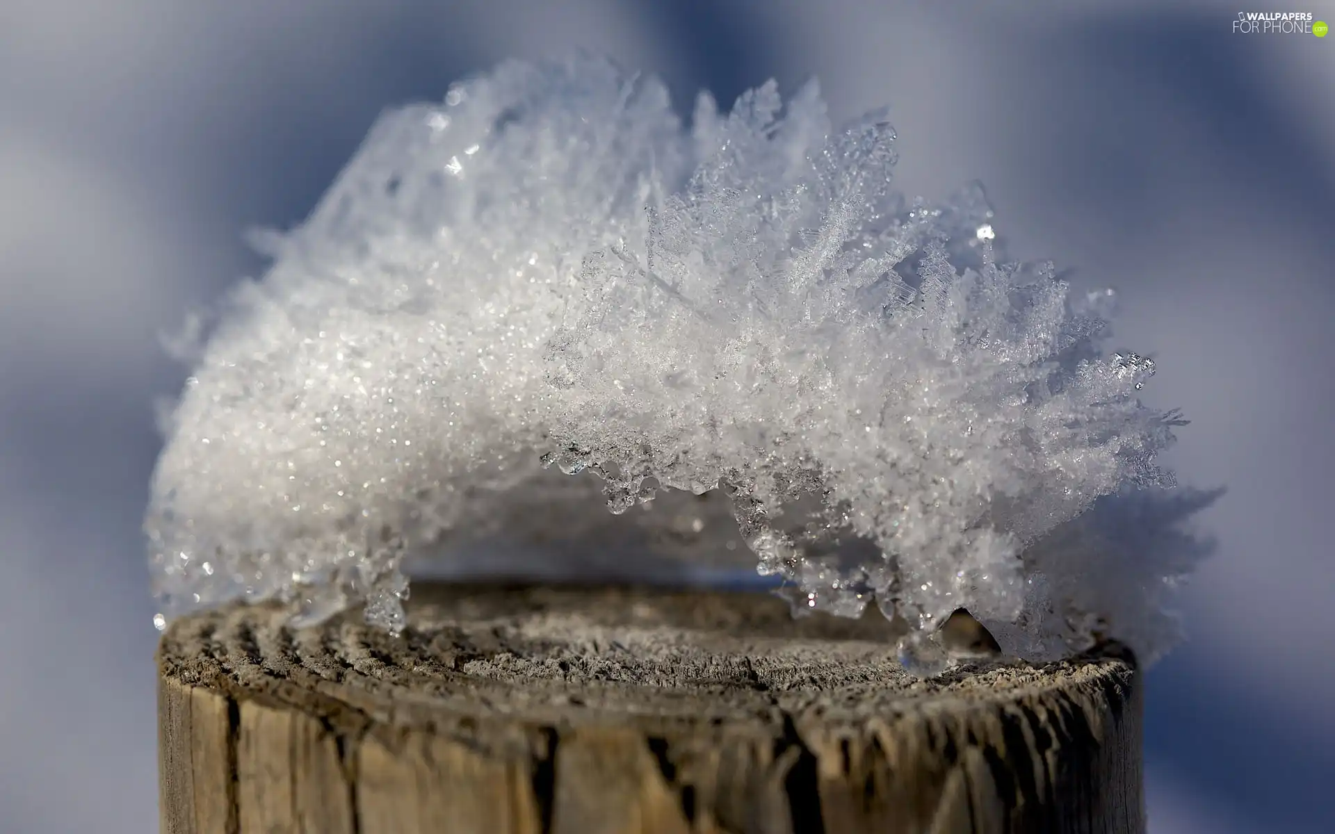 Ice, stump, Crown