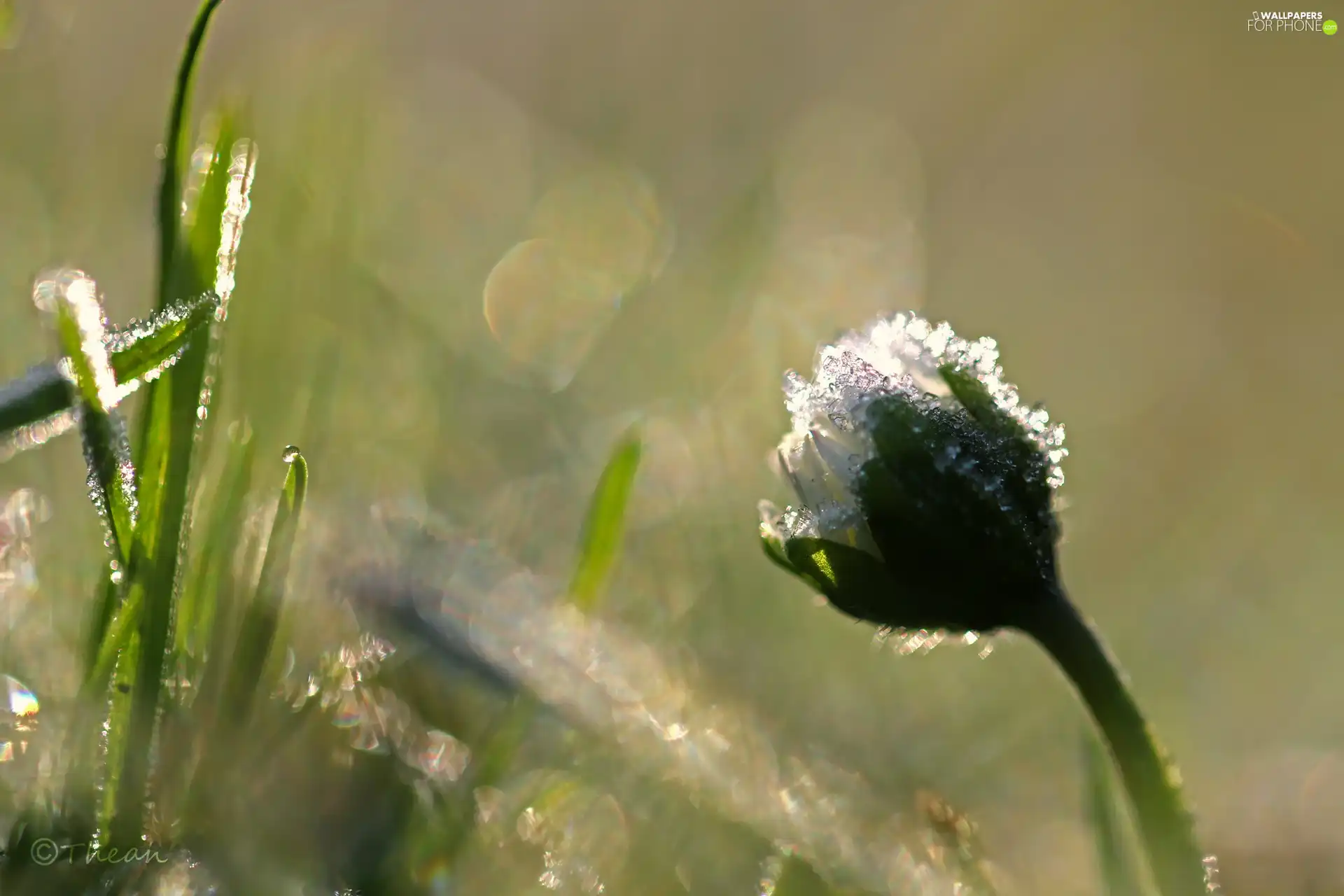 frozen, crystals, ice, daisy