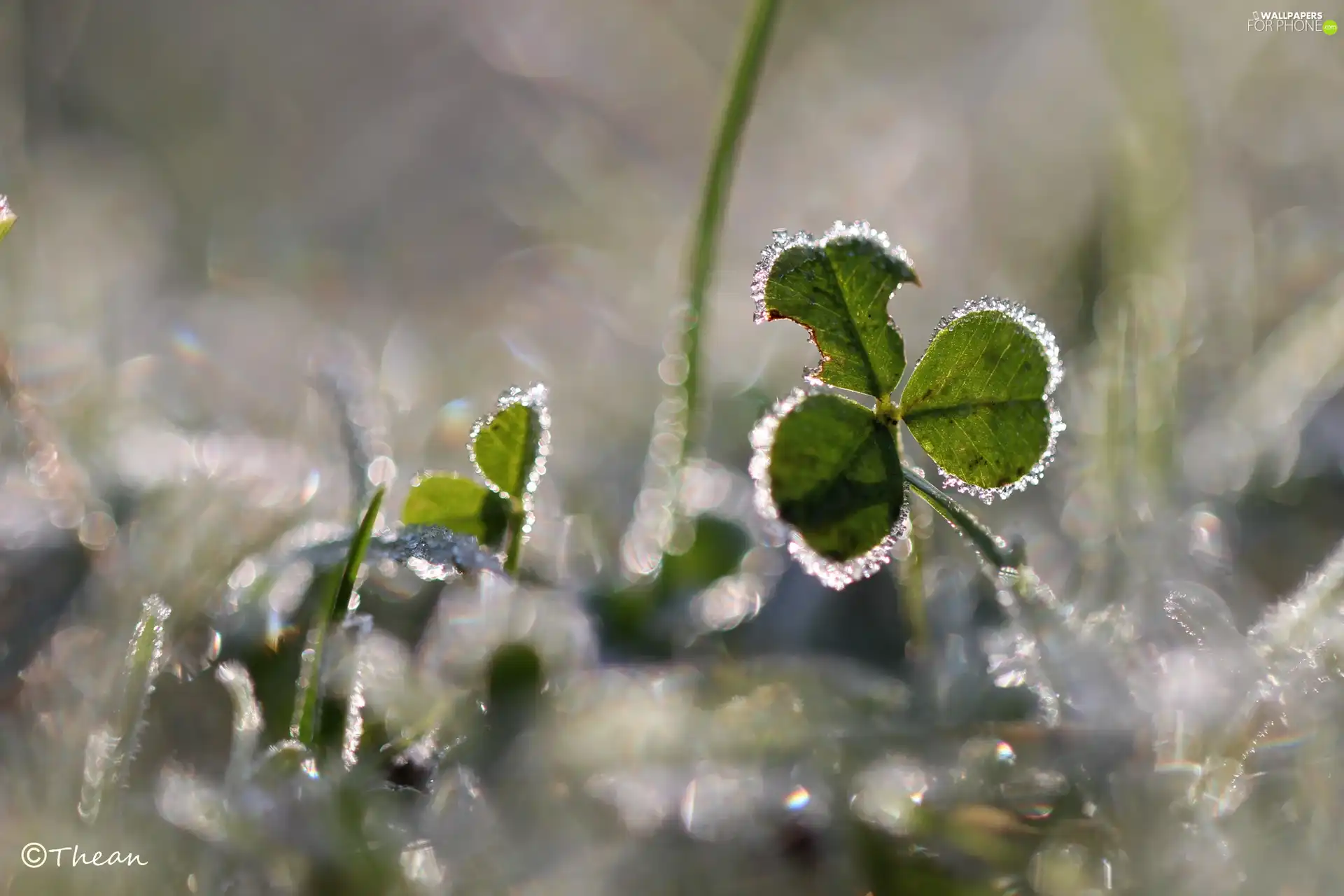 frozen, crystals, ice, trefoil