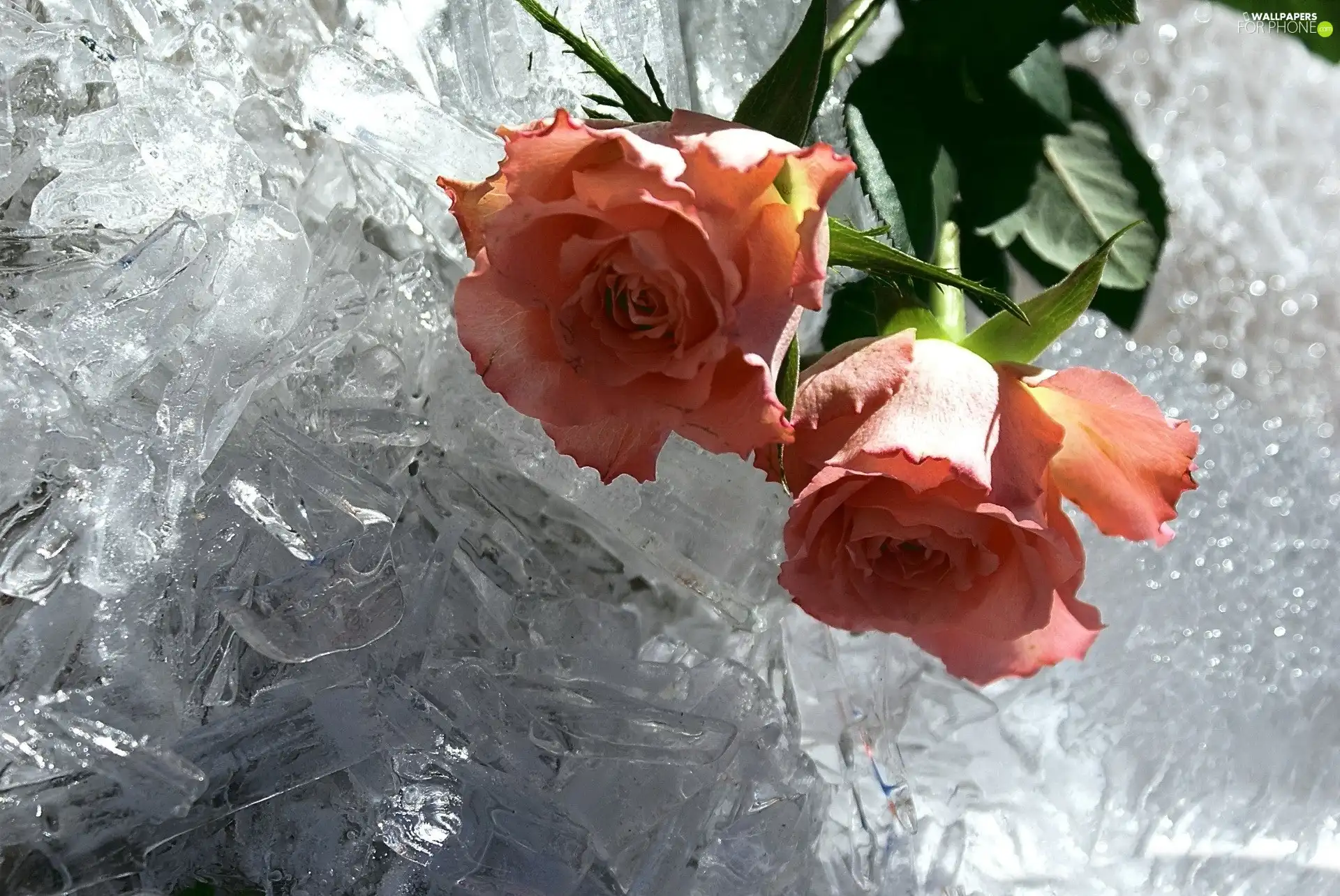 salmon, knuckle, ice, roses