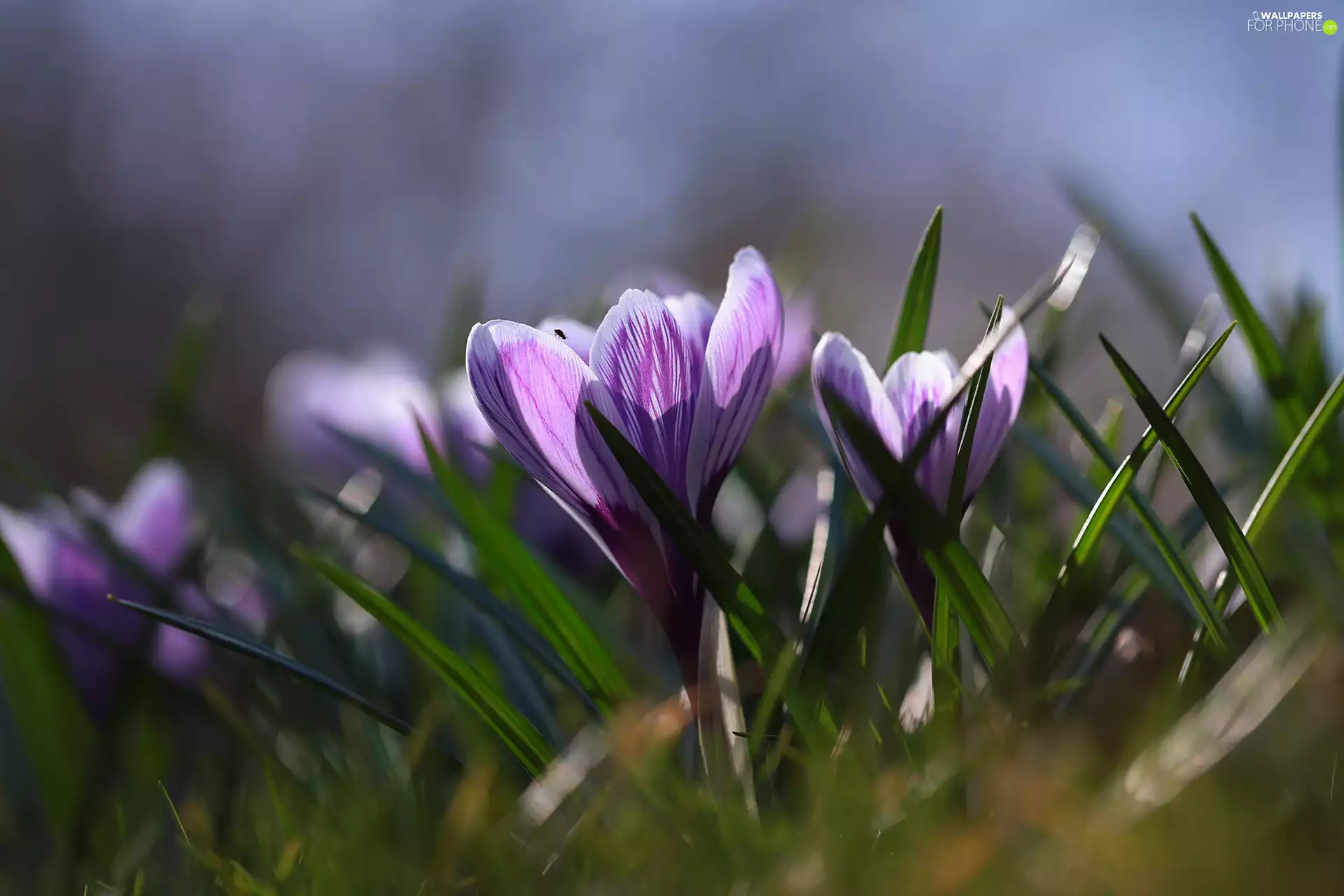 purple, crocuses, Flowers, illuminated