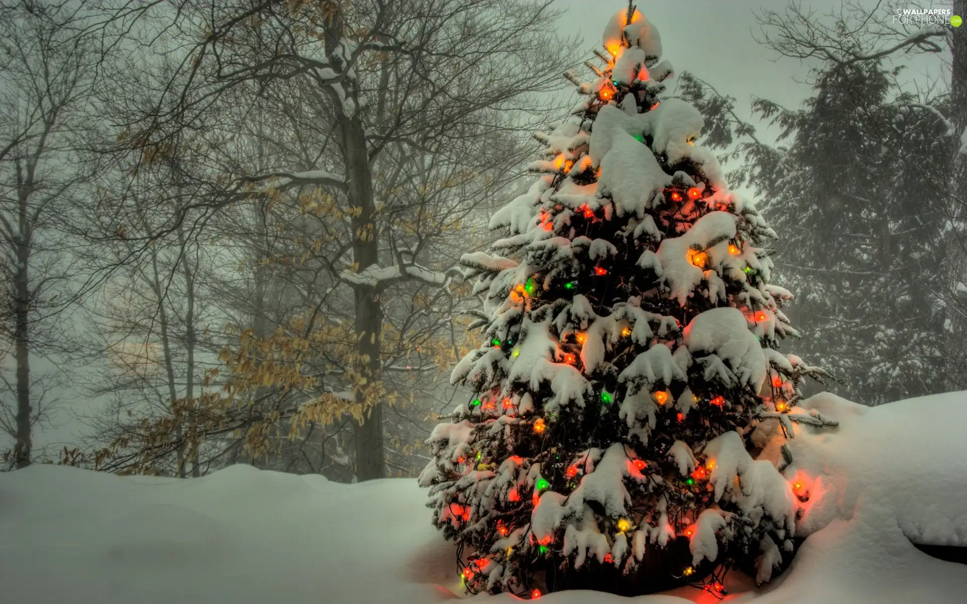 illuminated, christmas tree, viewes, snow, trees