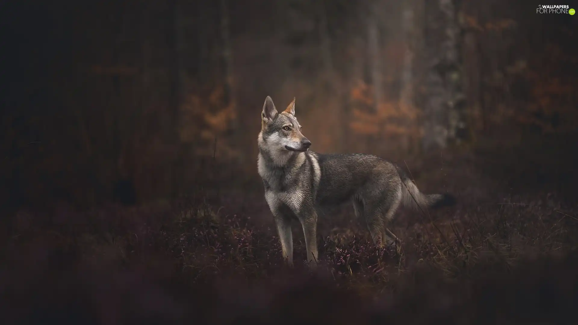 dog, forest, car in the meadow, Czechoslovakian Wolfdog