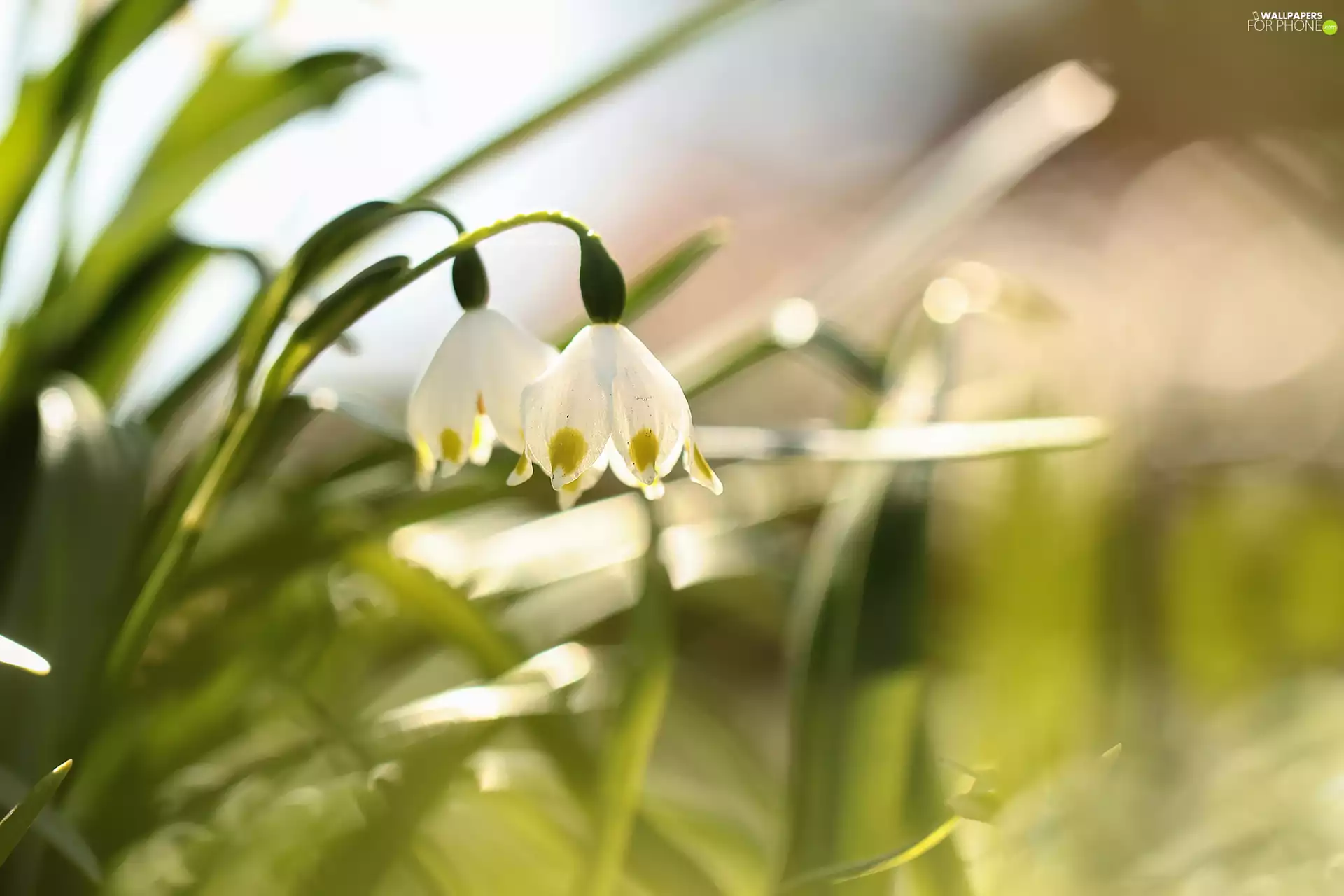 Leucojum, White, Flowers, inclined