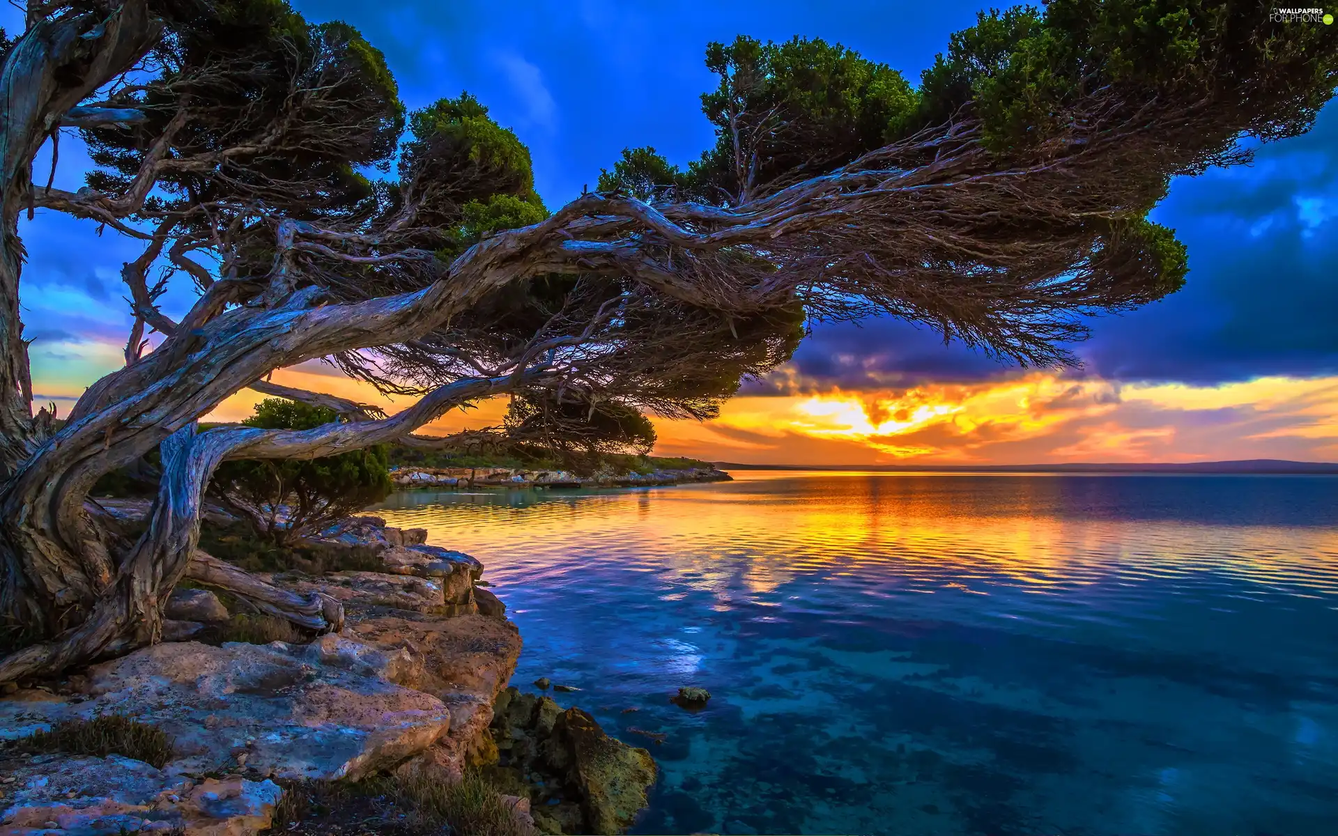 inclined, trees, west, sun, lake