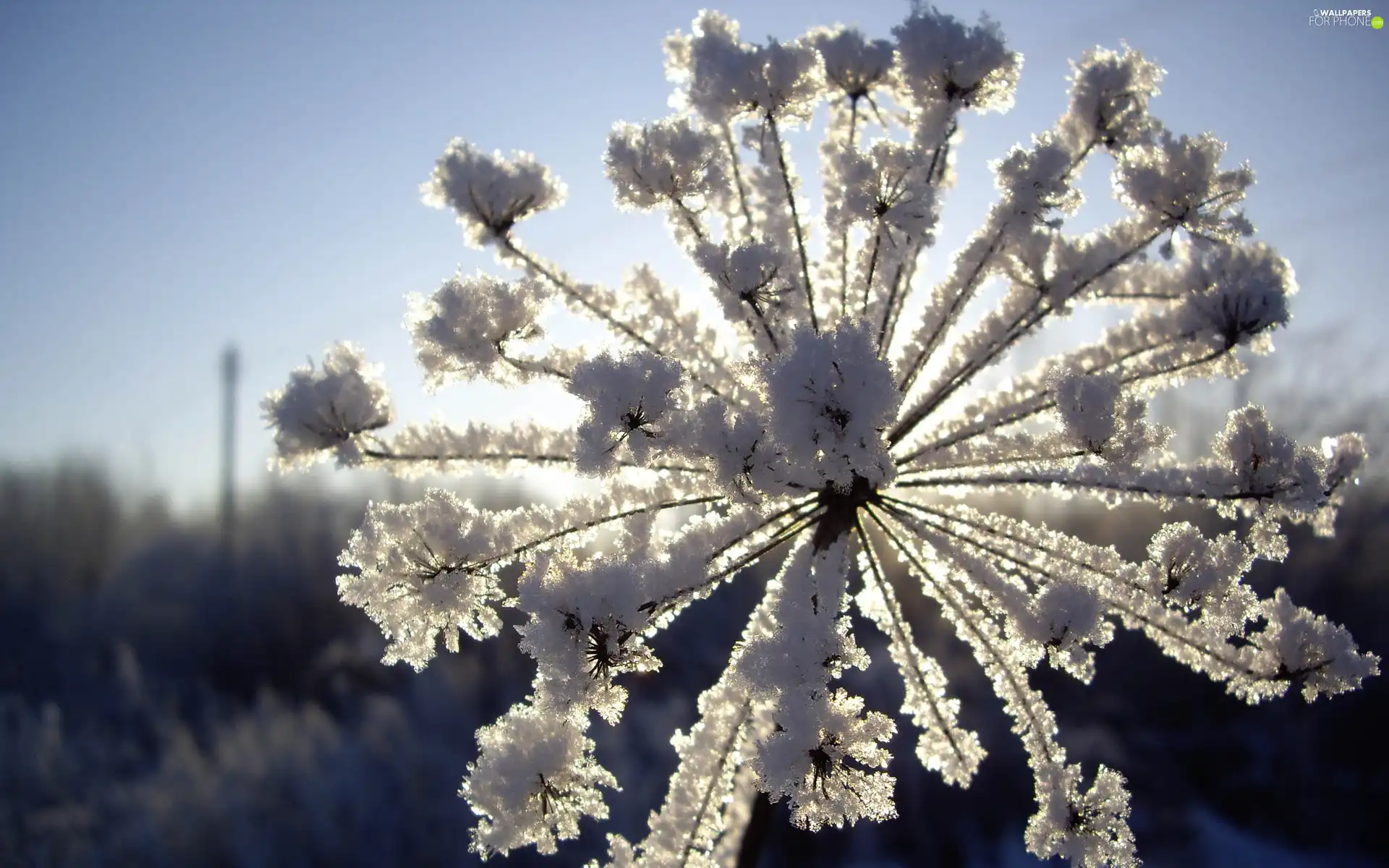 frozen, radial, inflorescence, plant