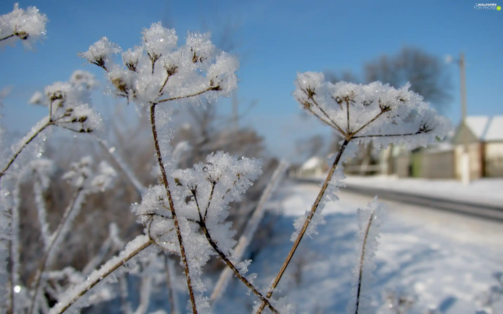 inflorescences, stems, Plants, radial, frozen