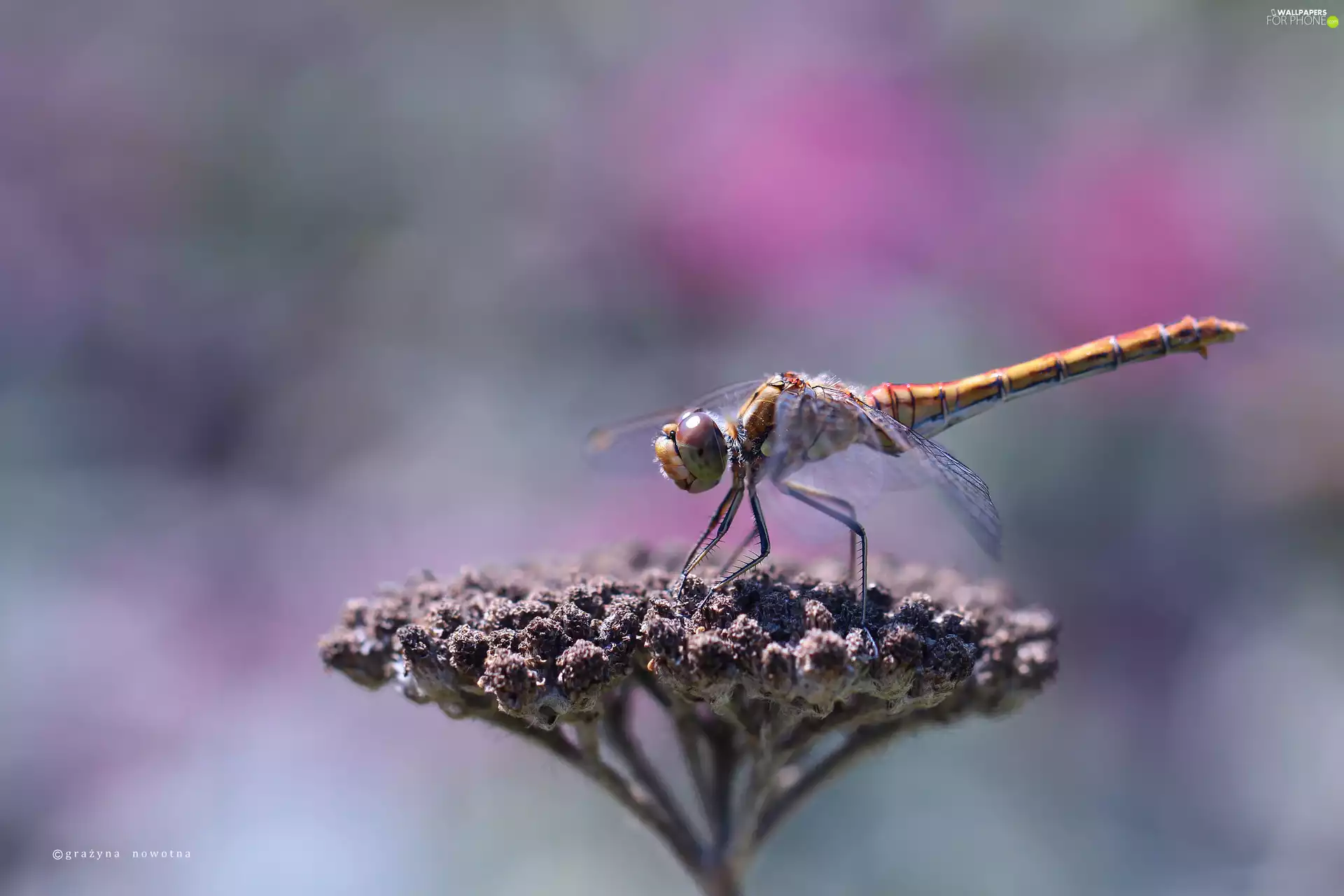 dragon-fly, female, Insect, Vagrant Darter