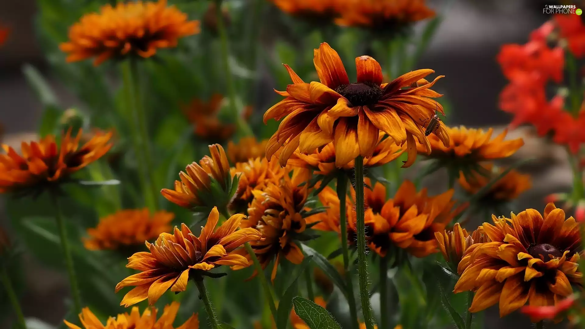 Insect, Flowers, Rudbeckia