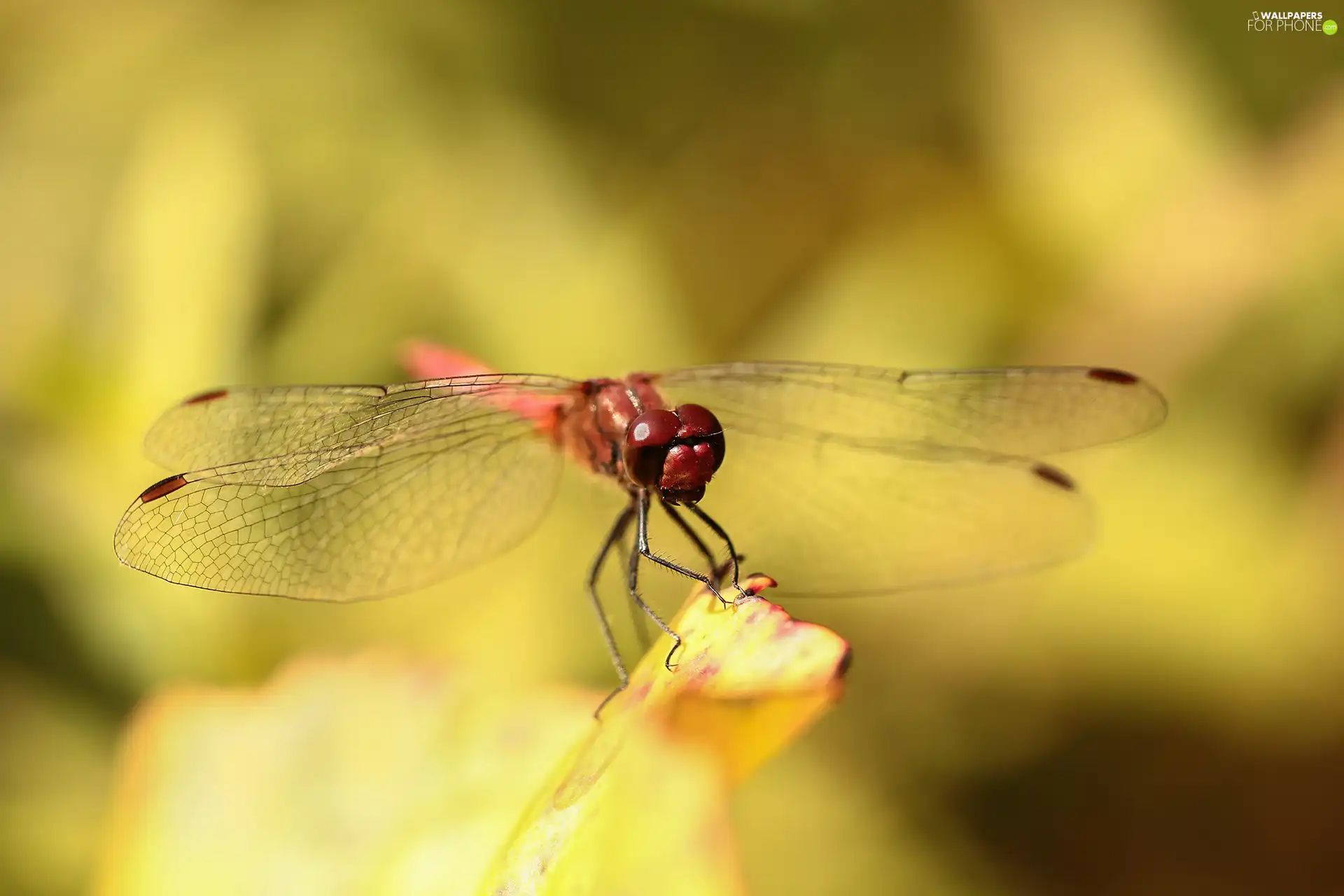 dragon-fly, Red, Insect, Ruddy Darter