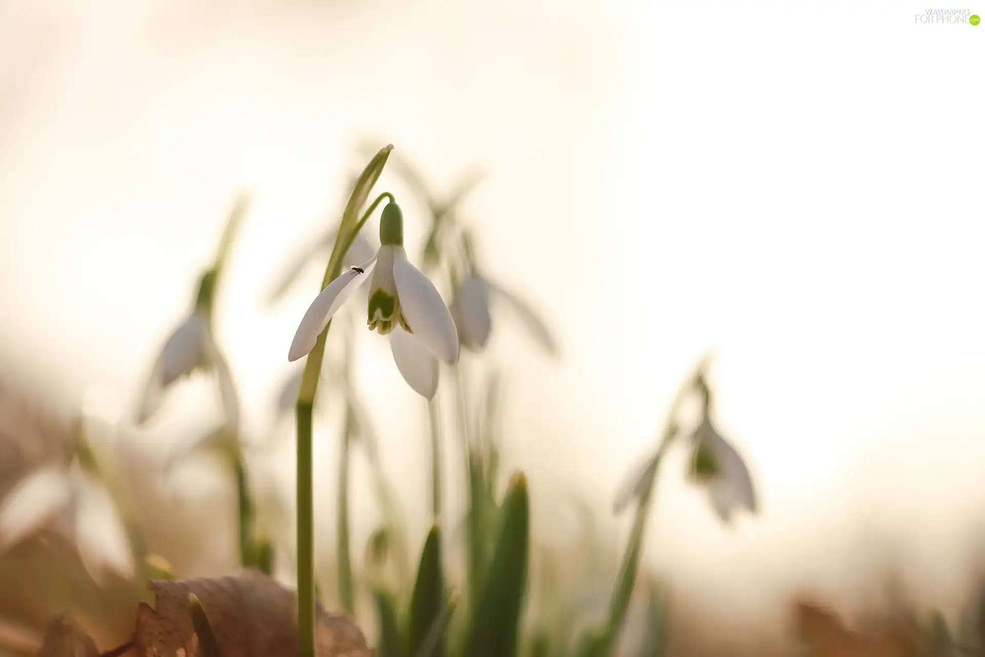 Insect, White, snowdrops