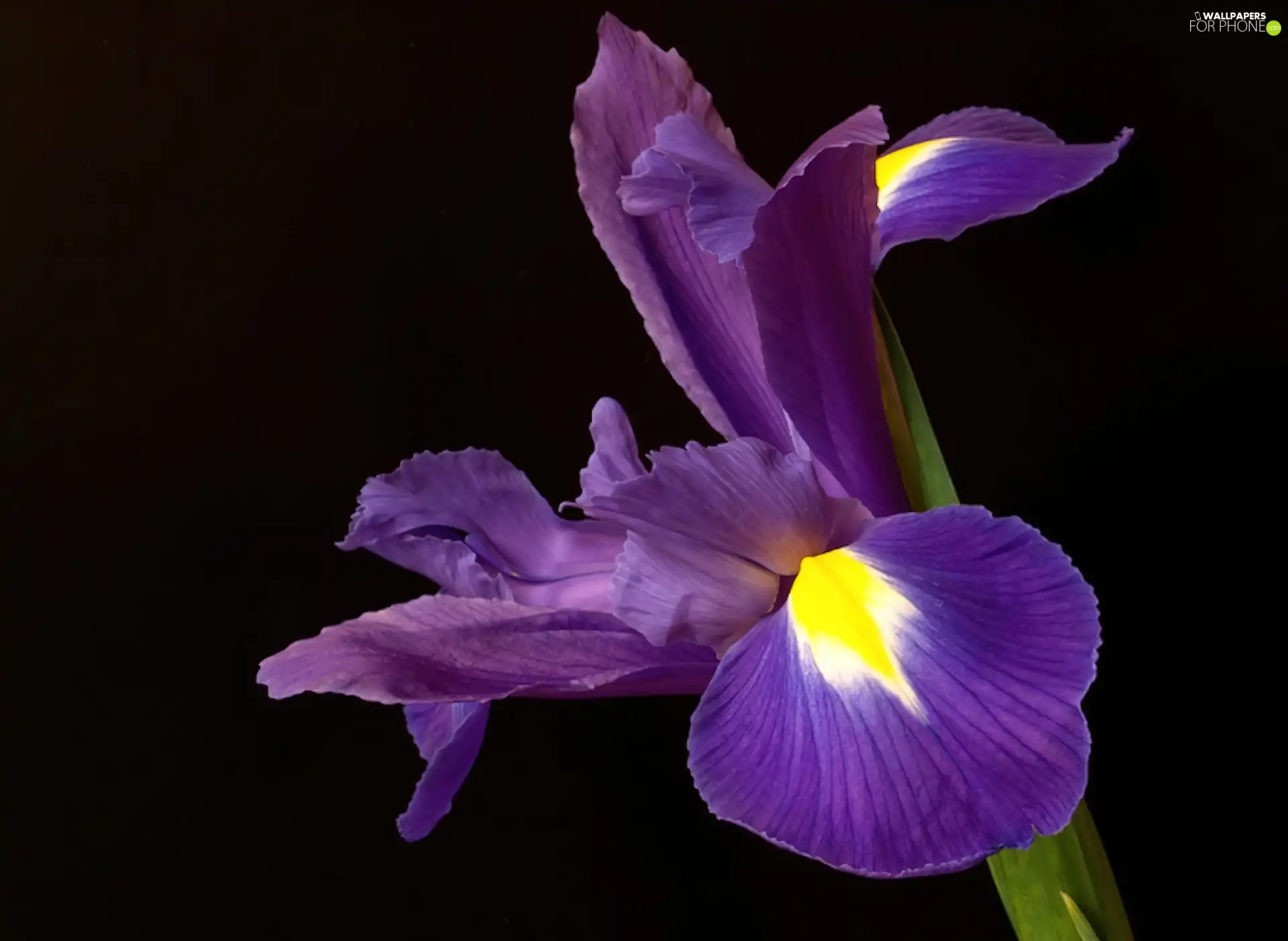 Violet, iris