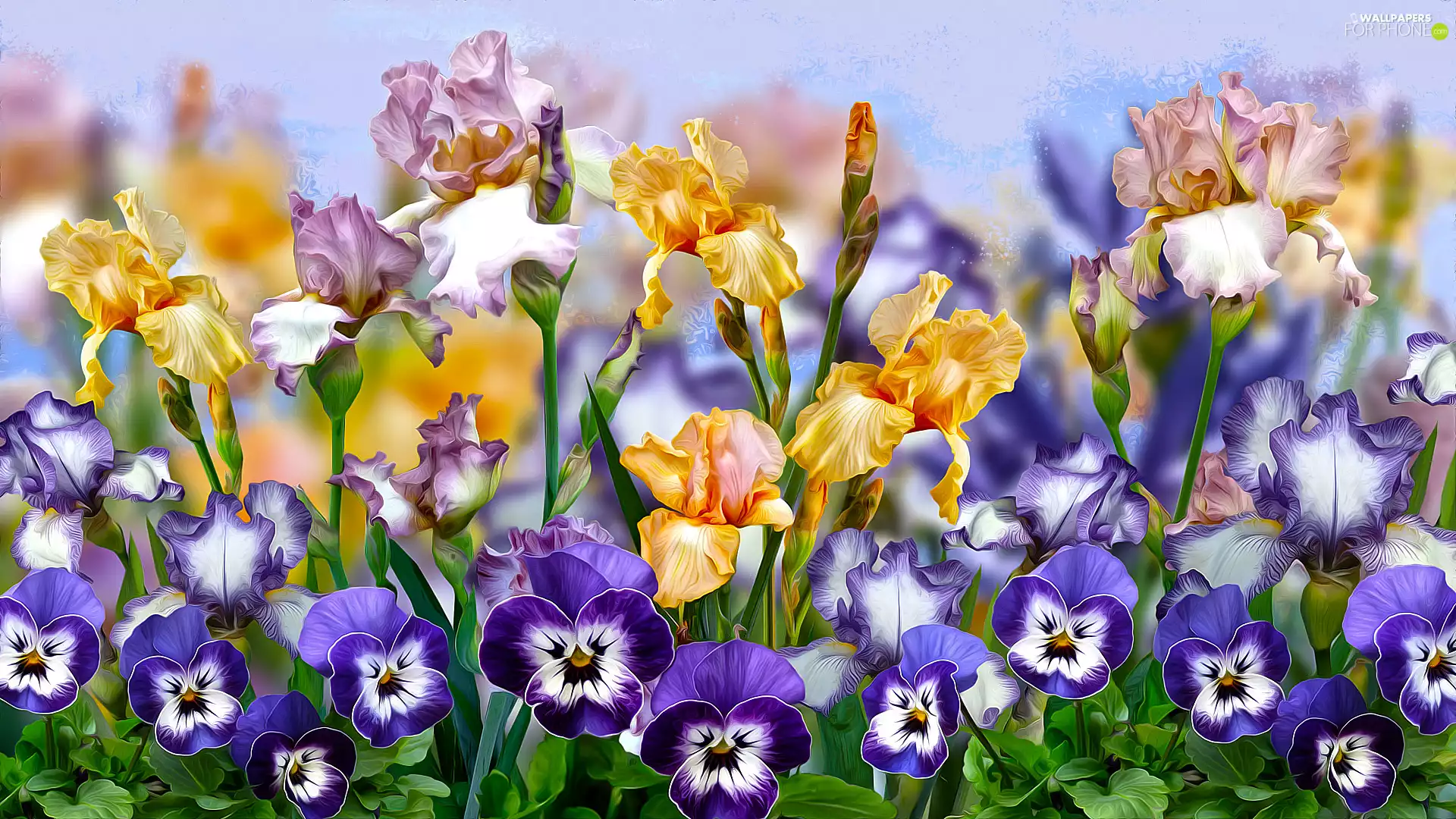 Flowers, pansies, graphics, Irises