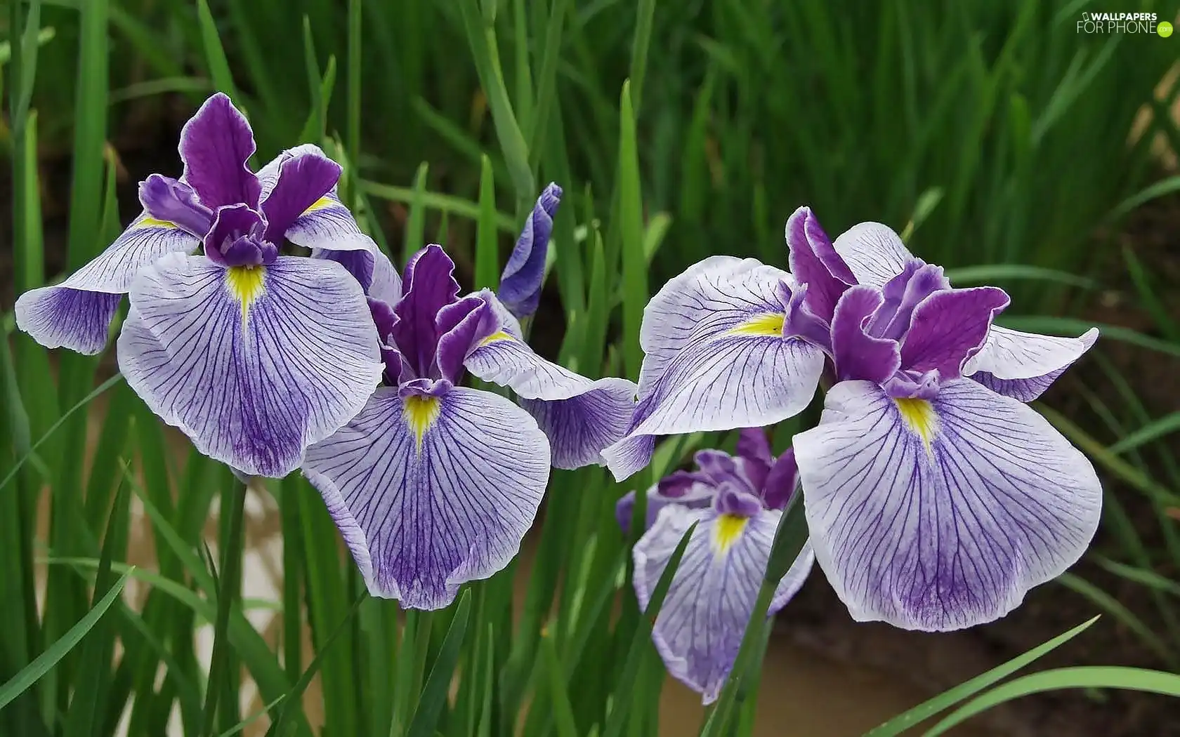 purple, Irises