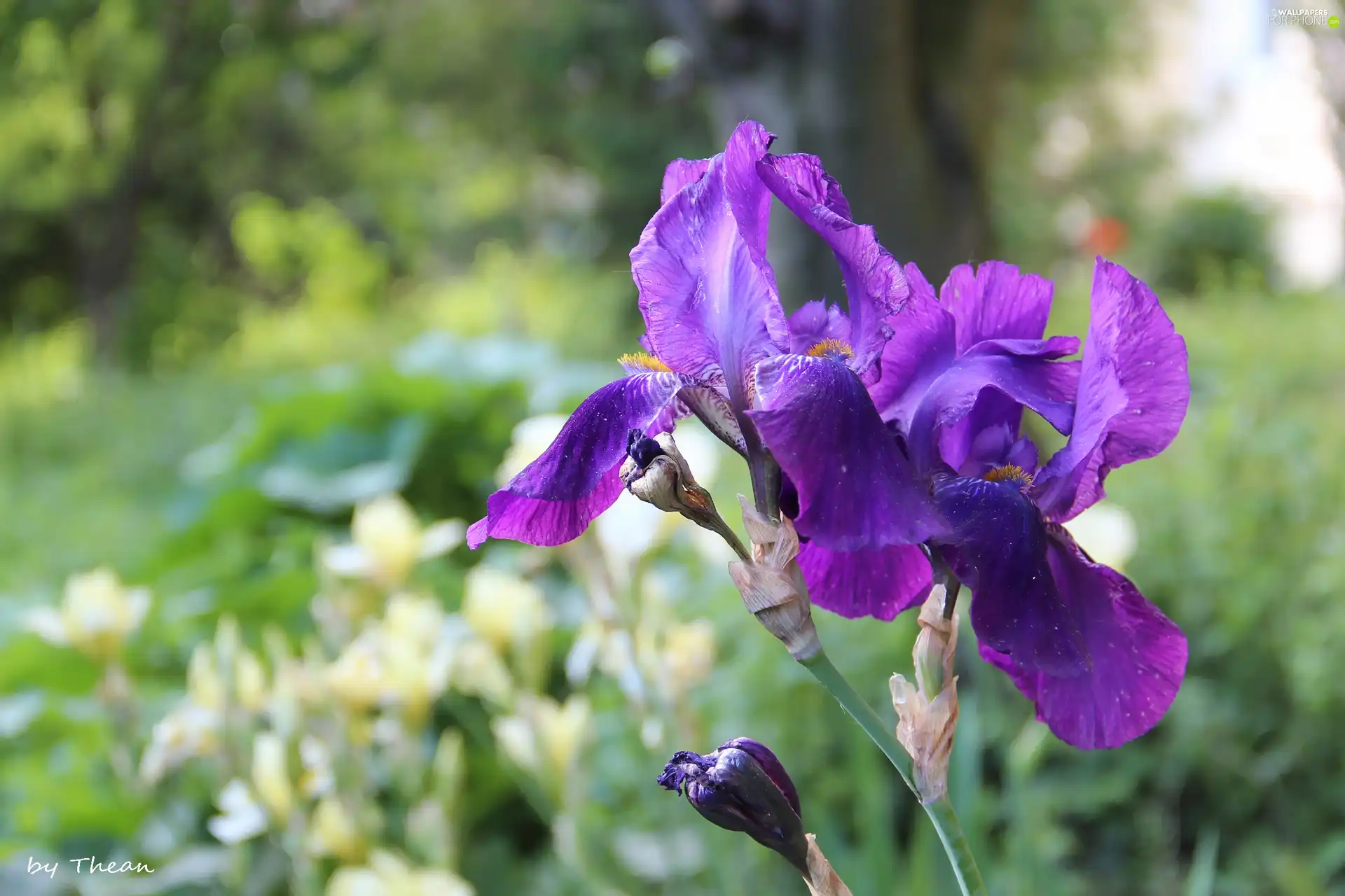 purple, Irises