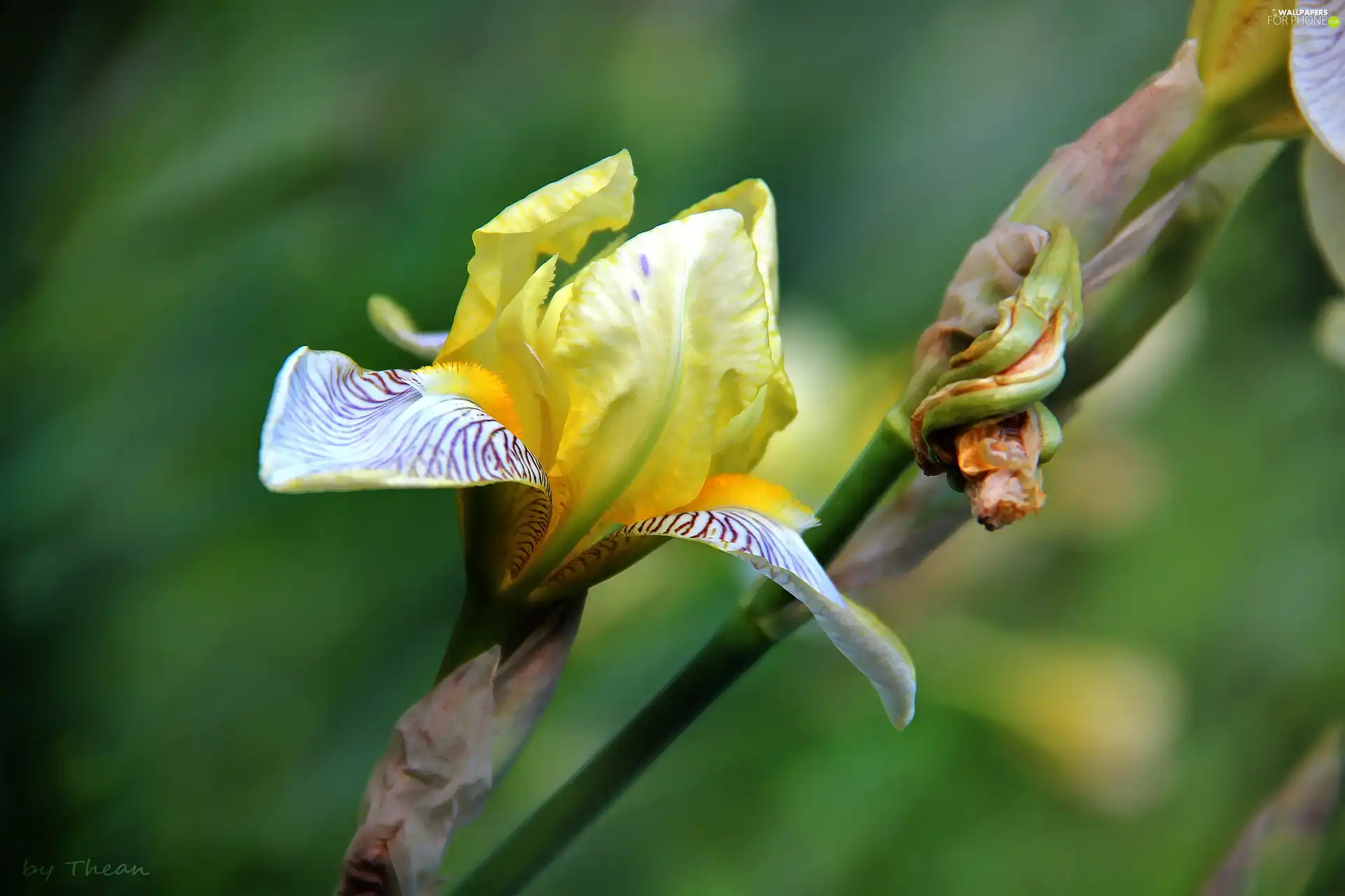 Yellow, Irises