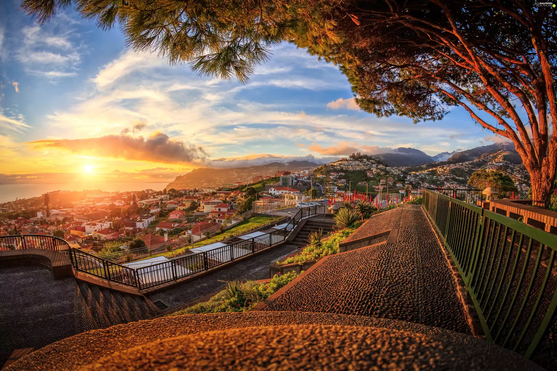 Sunrise, trees, Madeira Island, Coast, Portugal