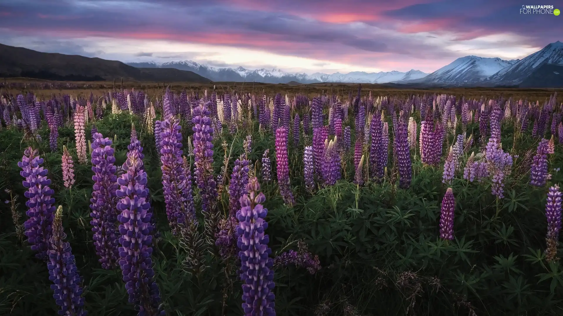 Mountains, New Zeland, lupine, clouds, Flowers, South Island