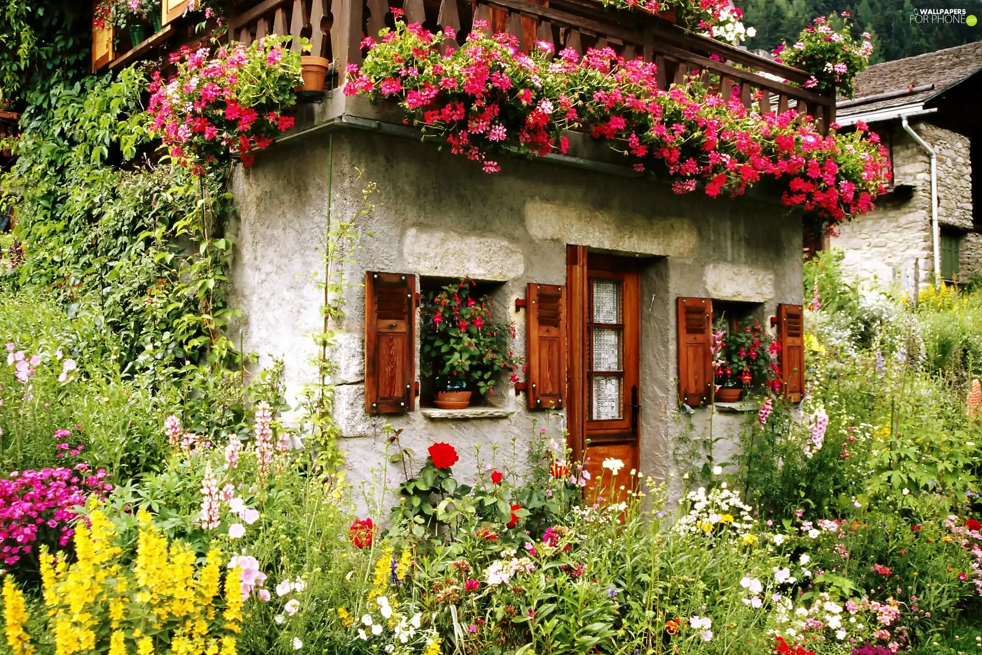 garden, Stone, ivy, geraniums, floral, Houses