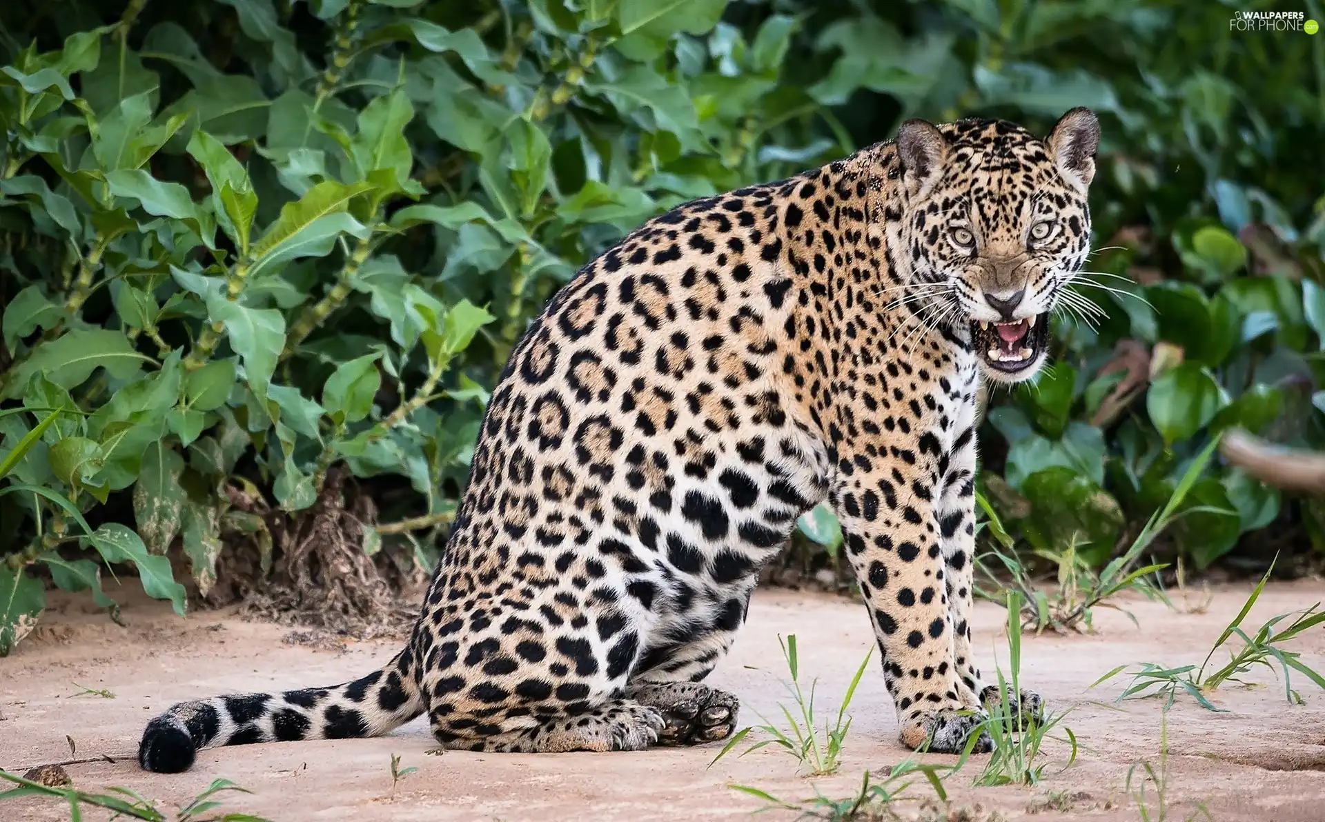 dangerous, Jaguar