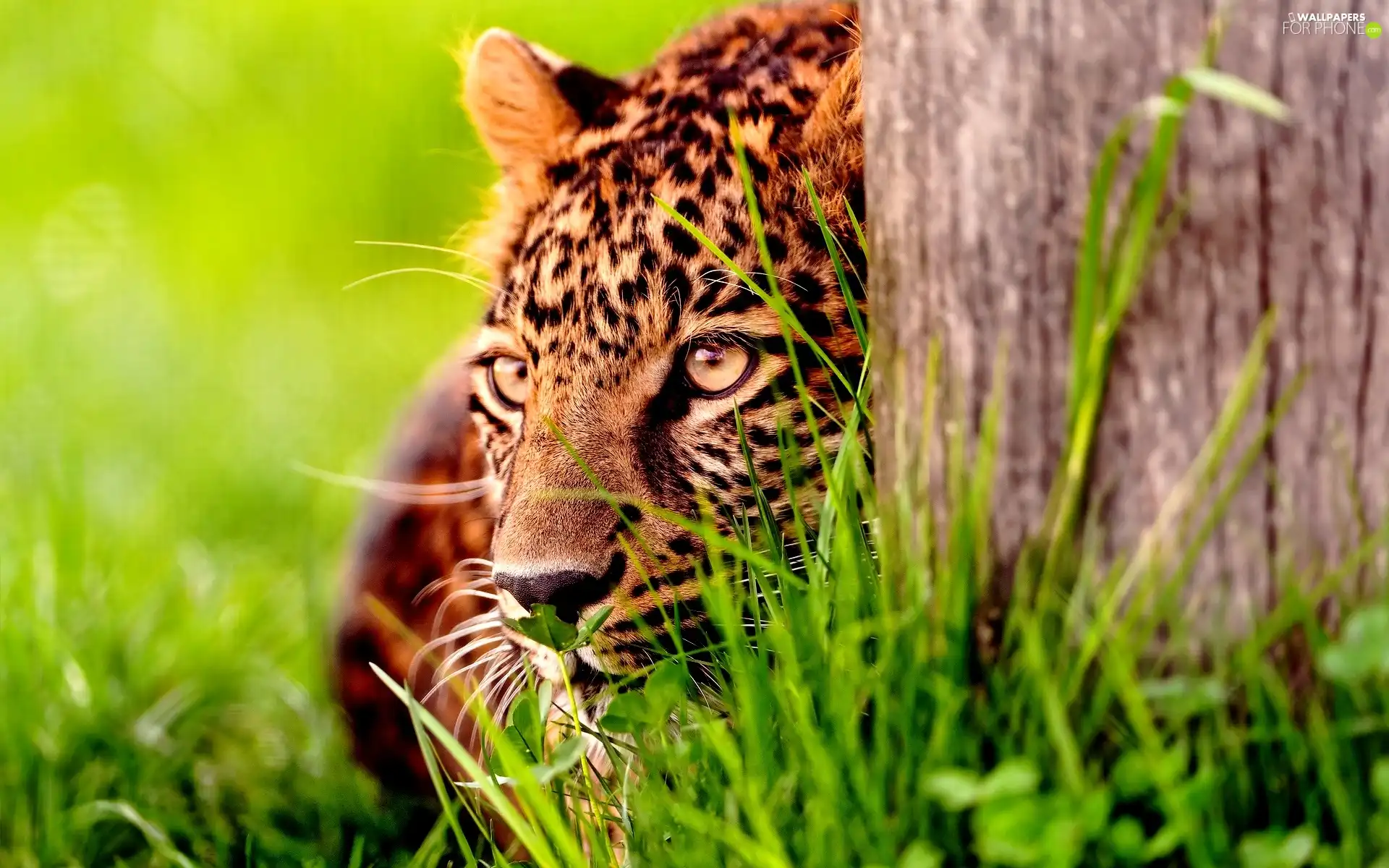 trees, Head, Jaguar, grass