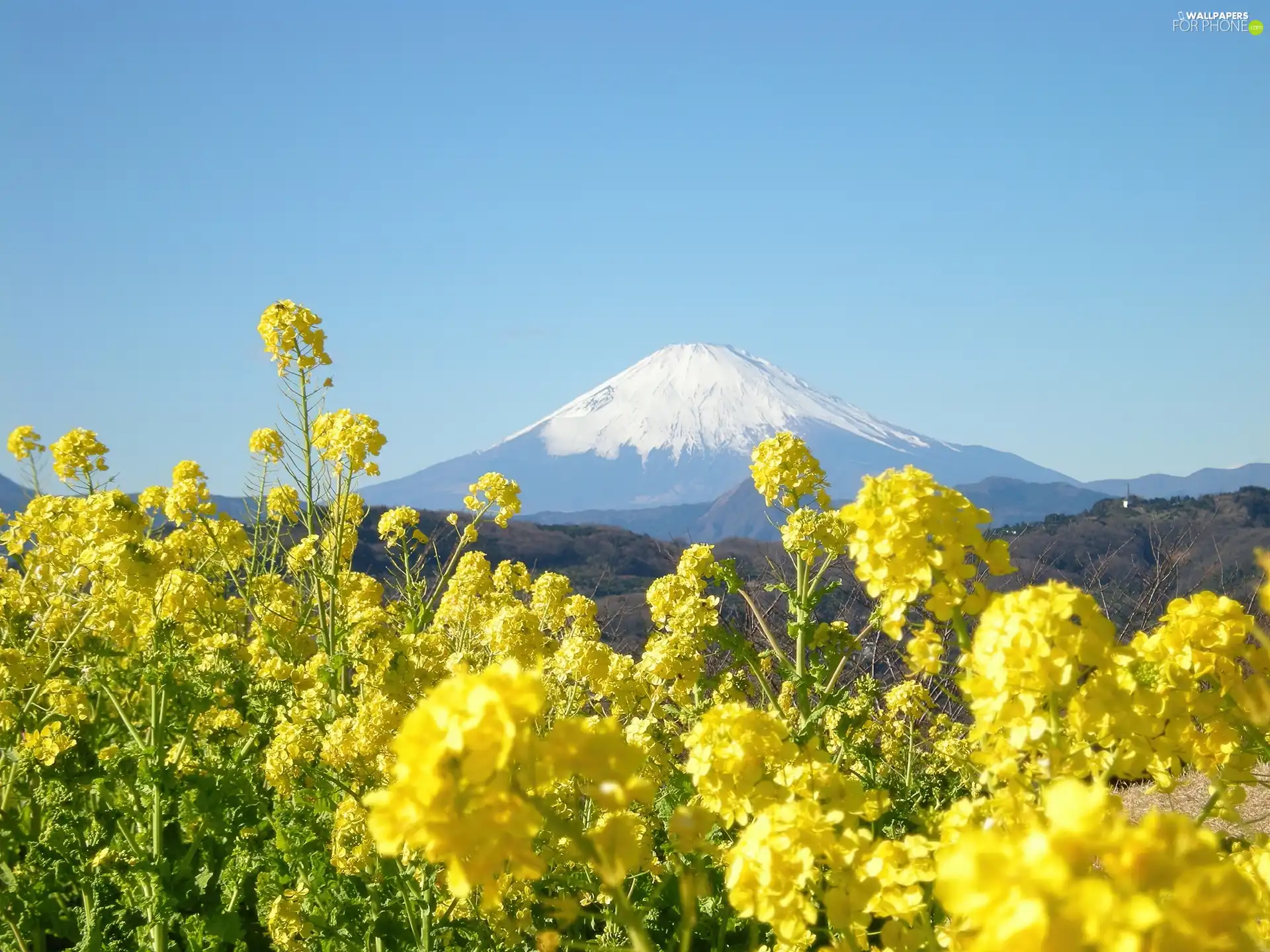 Flowers, Fuji, Japan, mountains