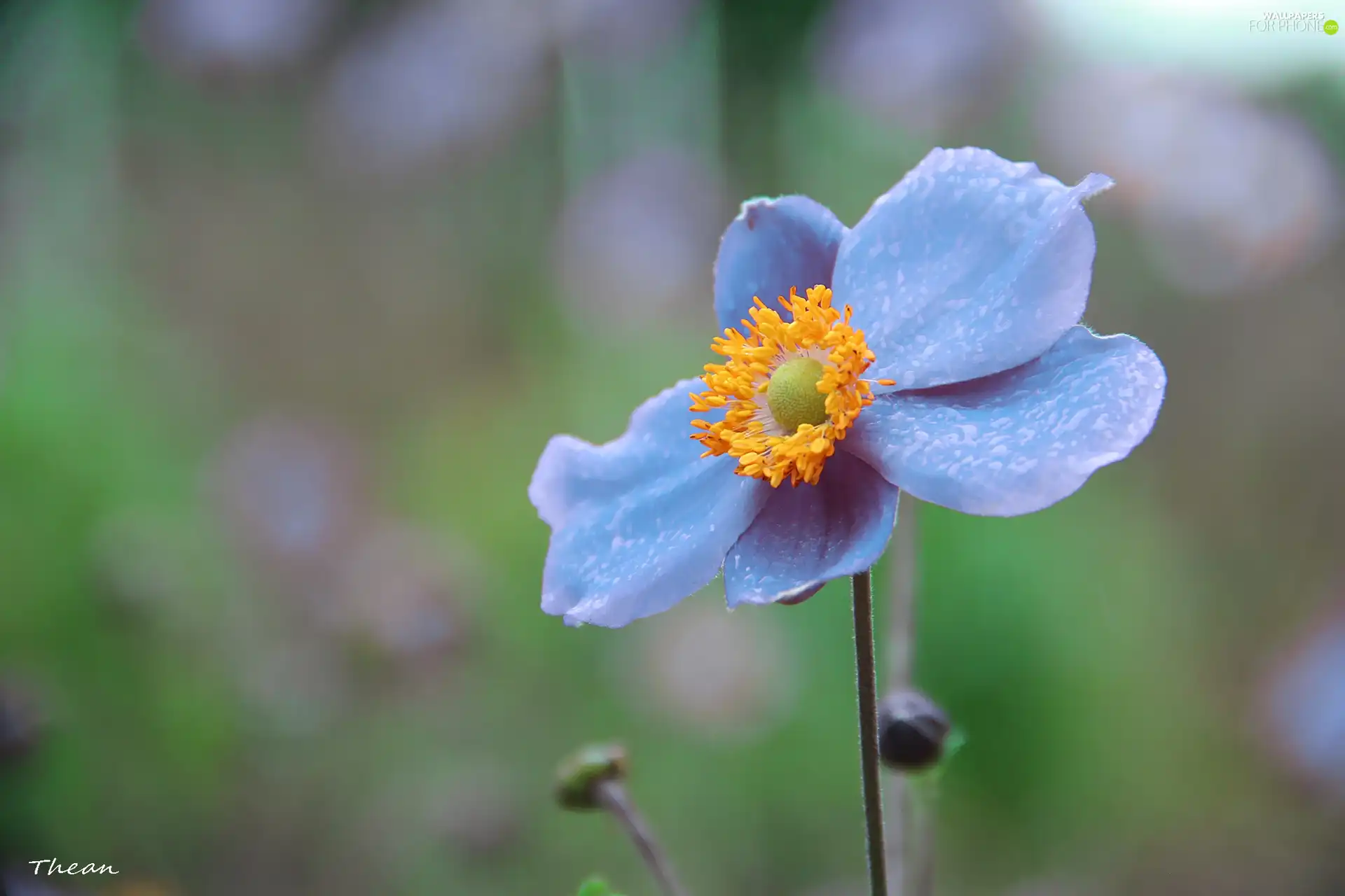 Japanese anemone