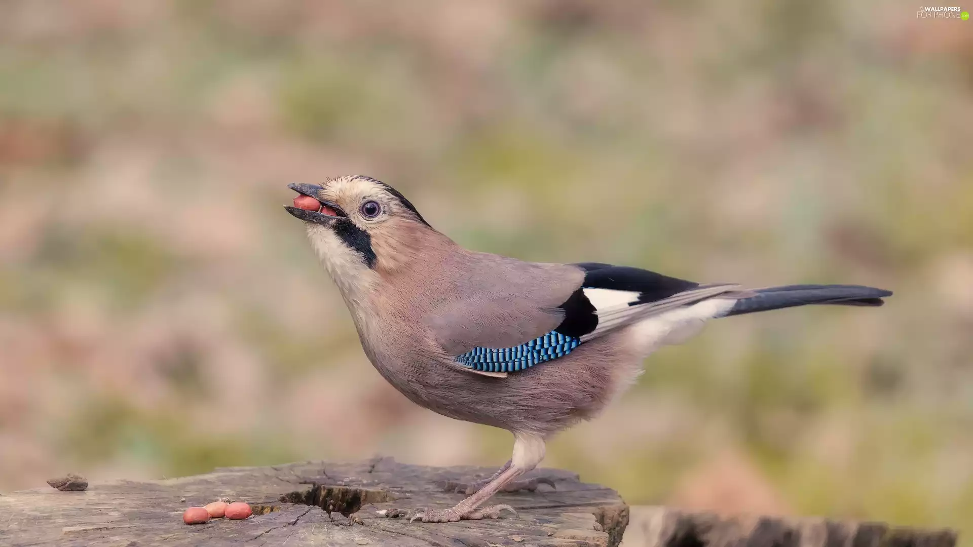 Bird, grains, trunk, jay