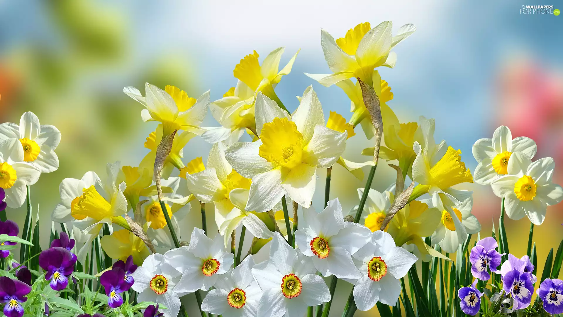 Jonquil, pansies, narcissus