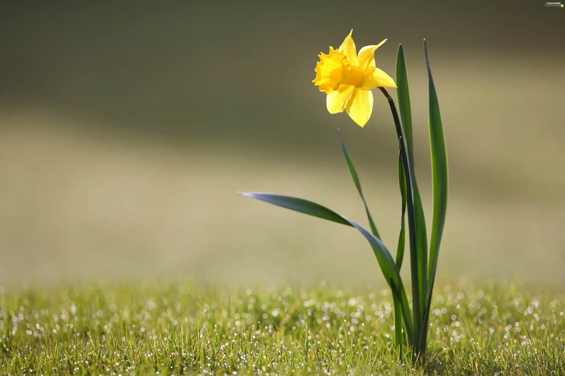 spring, jonquil