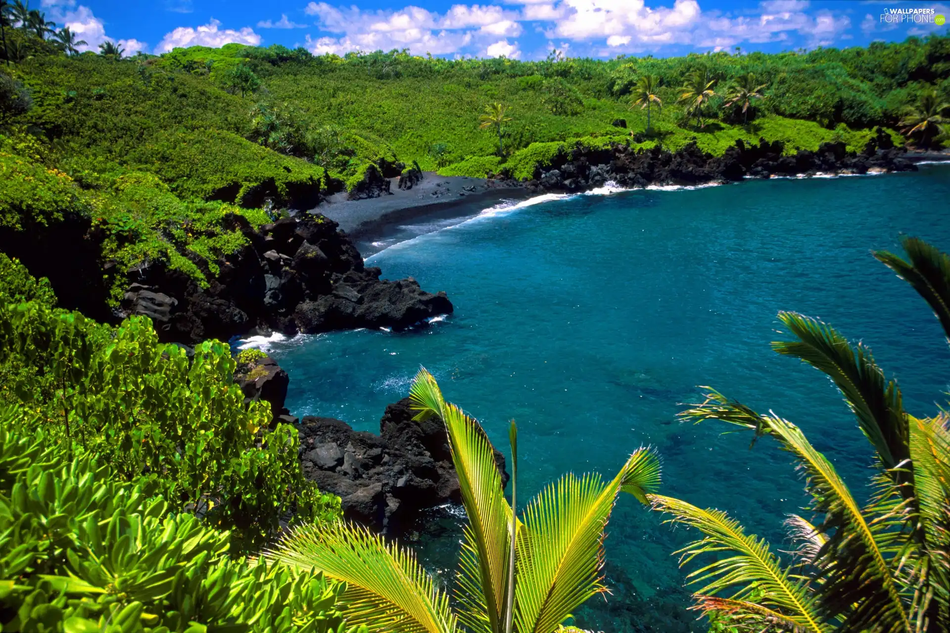 jungle, sea, Palms