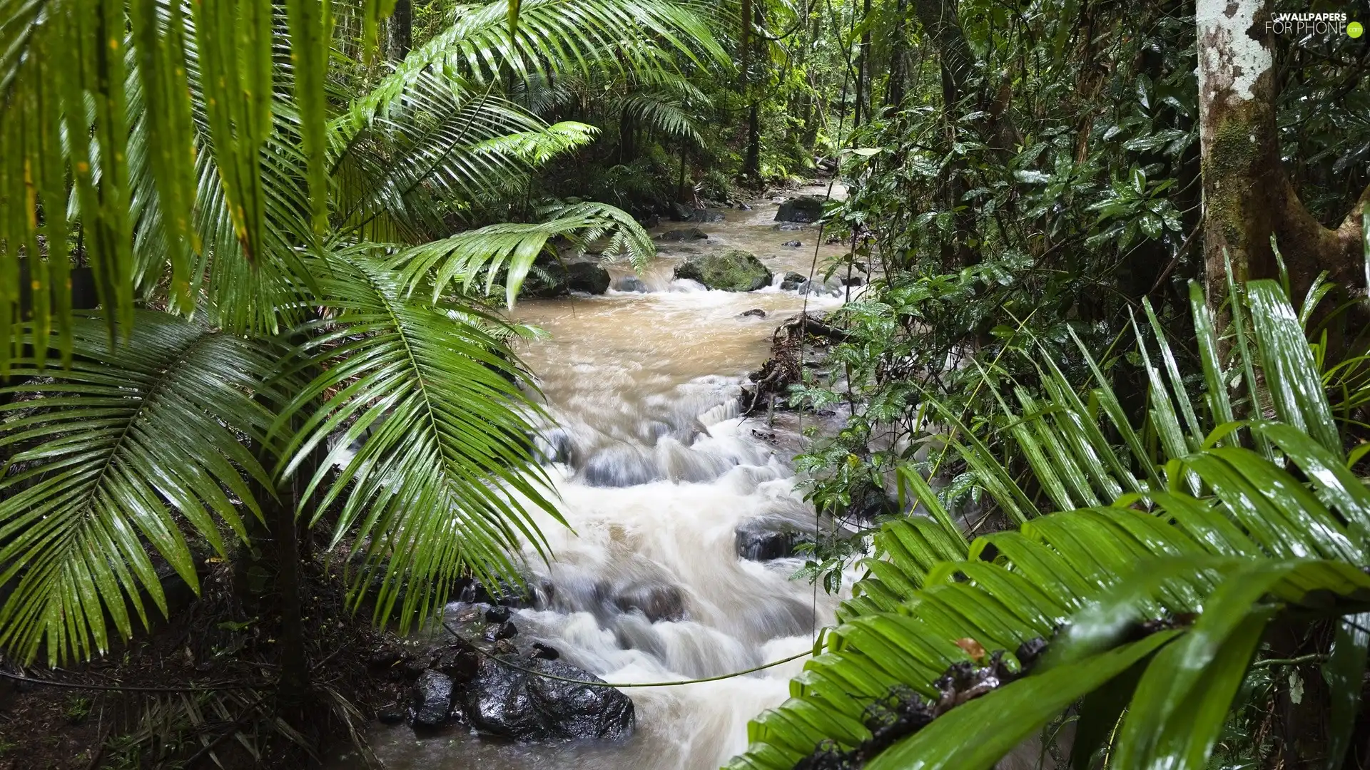 River, jungle